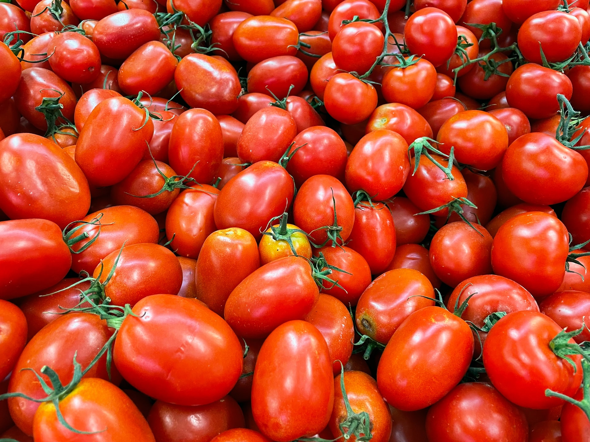 Im Bild sind viele rote Tomaten zu sehen.