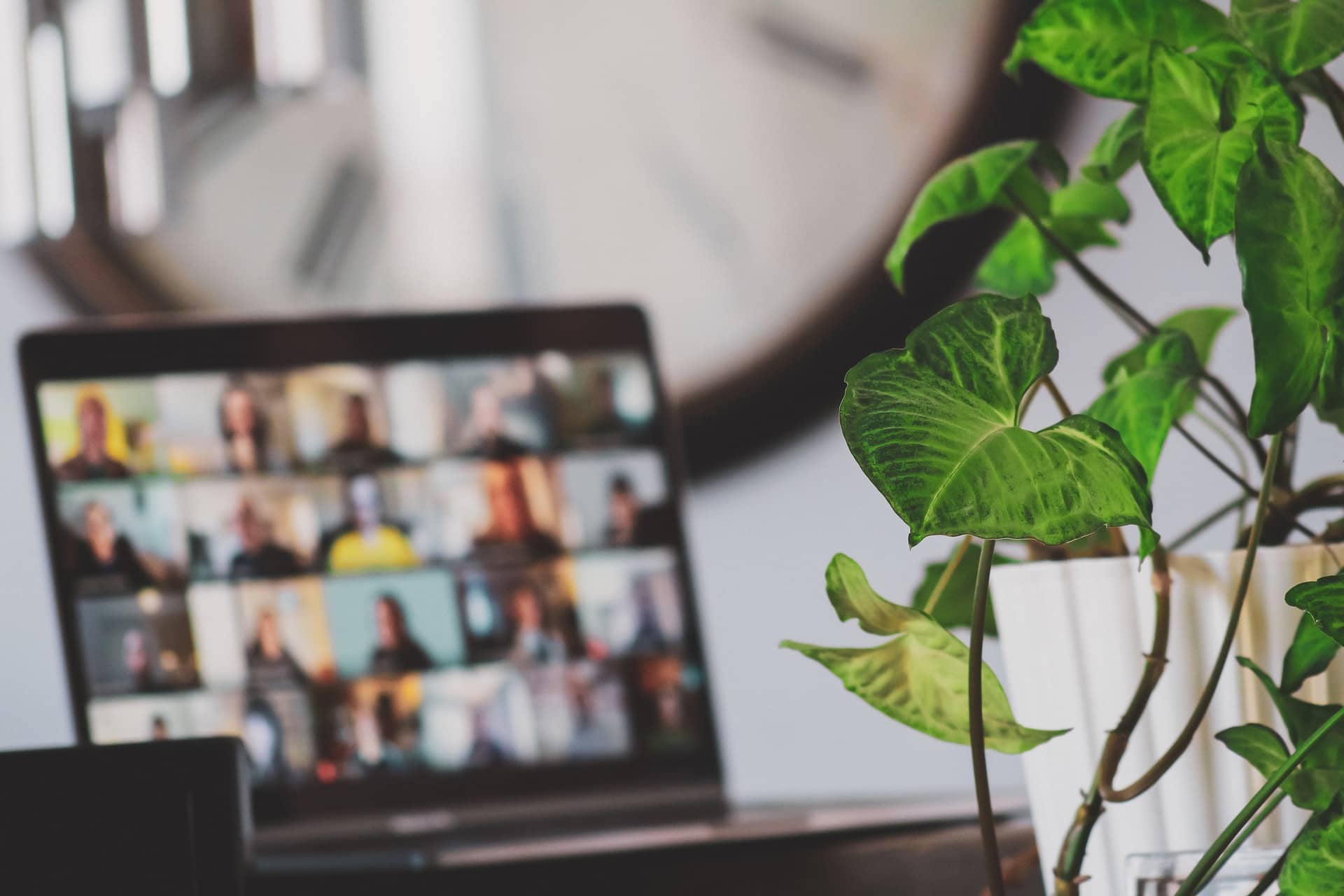 Viele Personen in online Meeting auf Bildschirm davor Pflanze