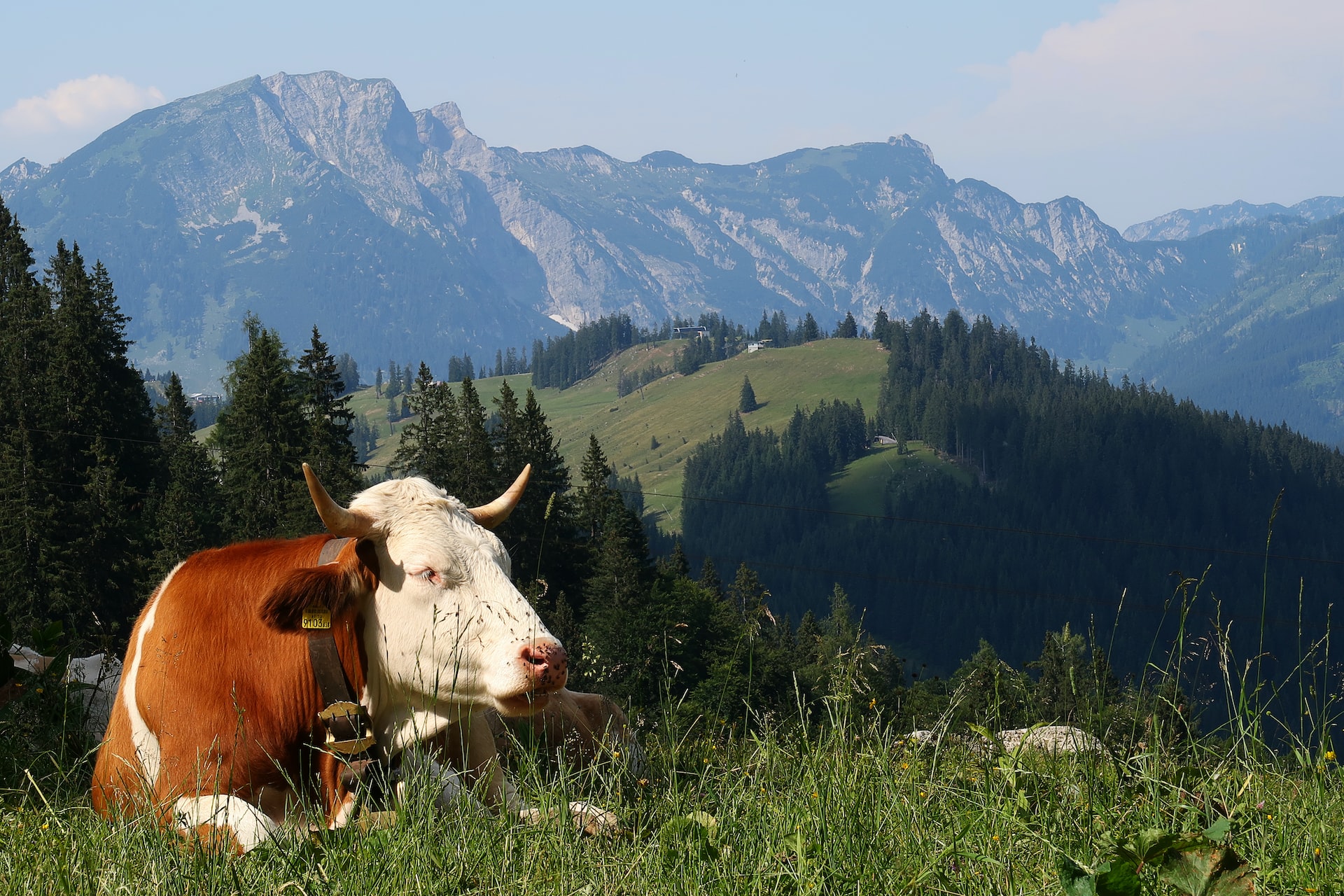 Braun-weiß gefleckte Kuh liegt im Gras in gebirgiger Landschaft