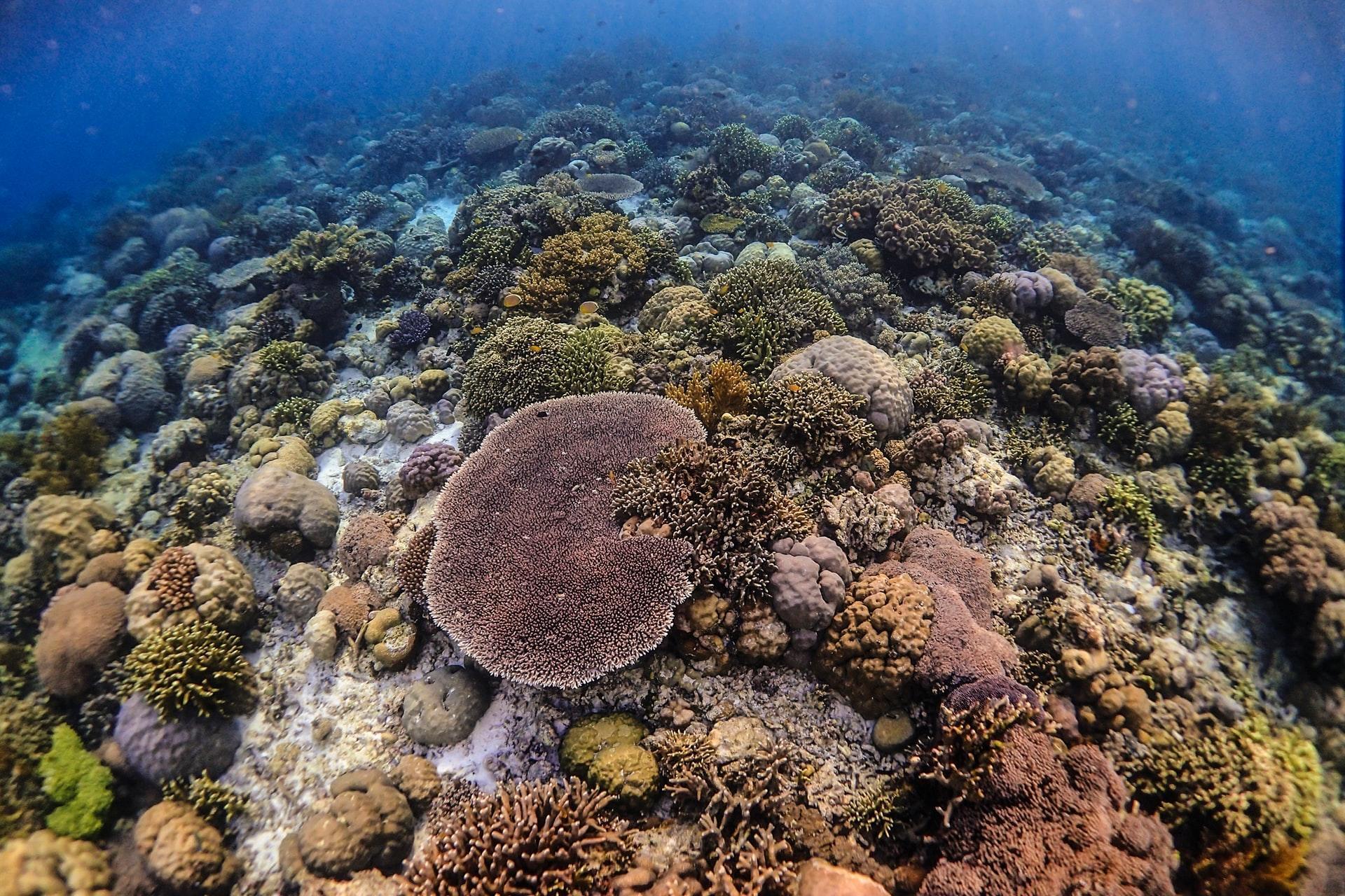 Was ist Meeresbiologie?