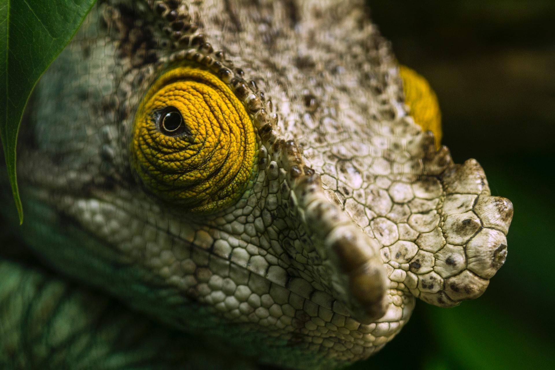 Was sind Reptilien