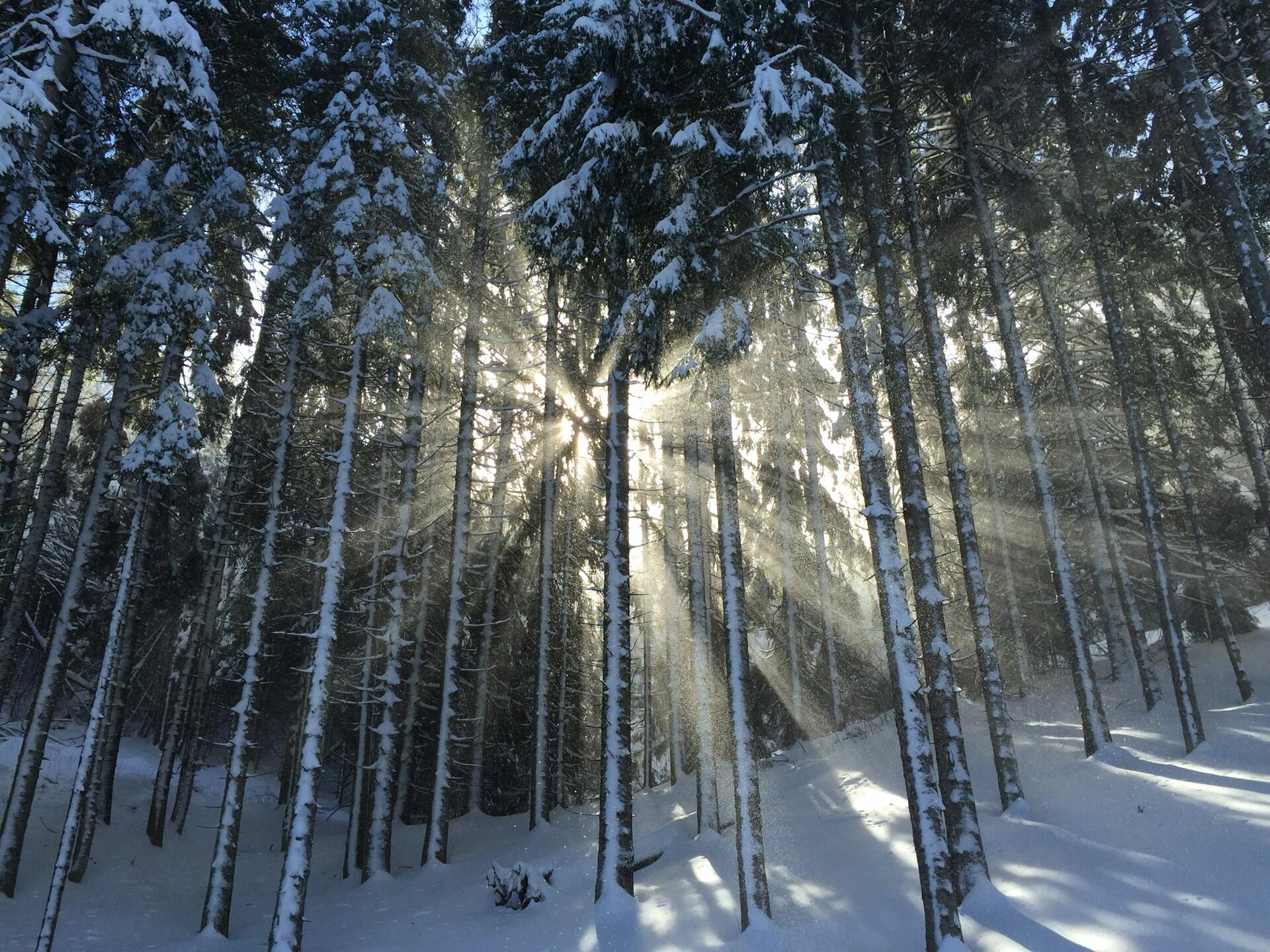 Sonnenstrahlen in einem verschneiten Tannenwald. |Quelle: Elisa Coluccia