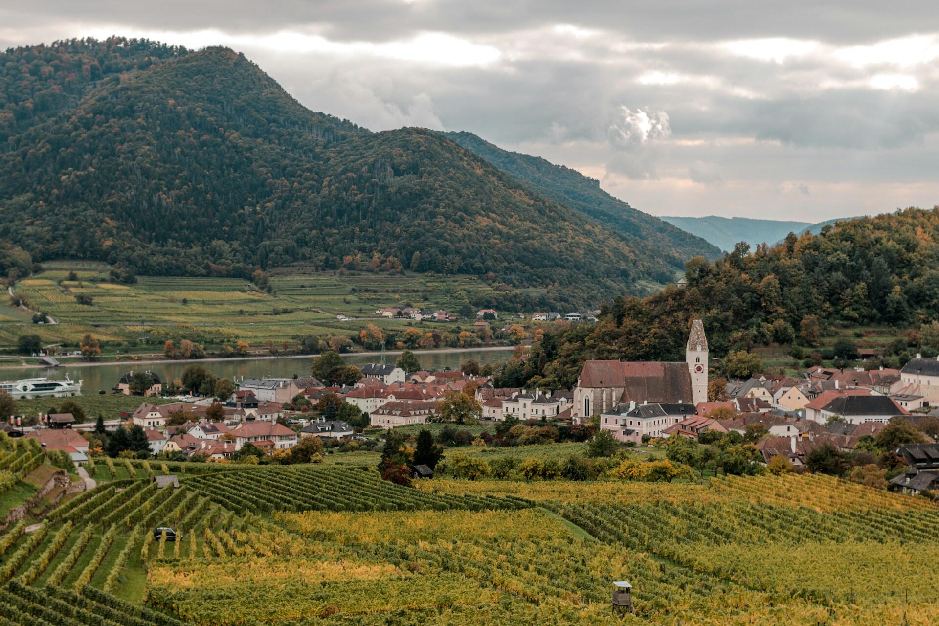 Grüne Weinberge und die Kulisse einer Stadt