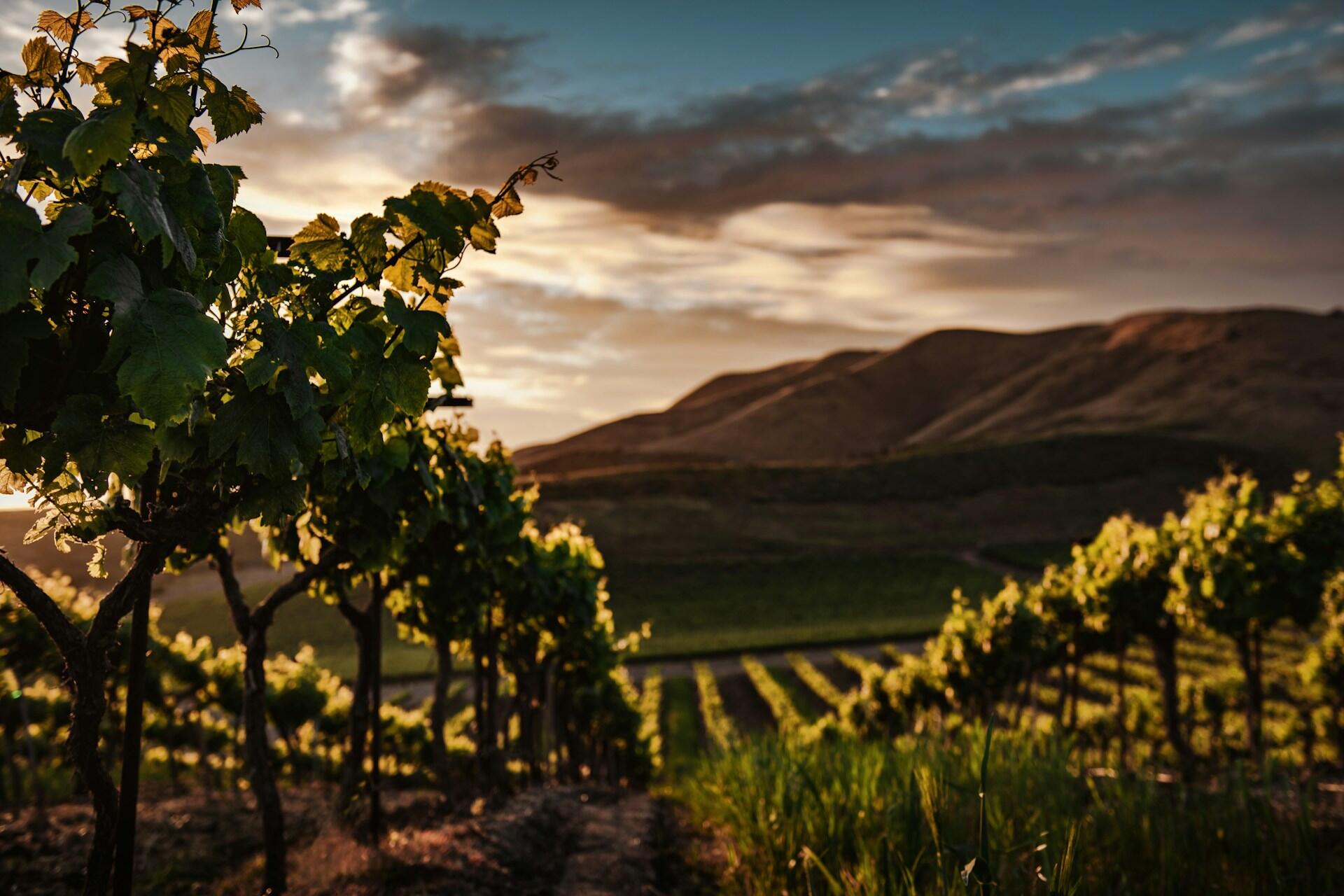 Weinreben im Sonnenuntergang