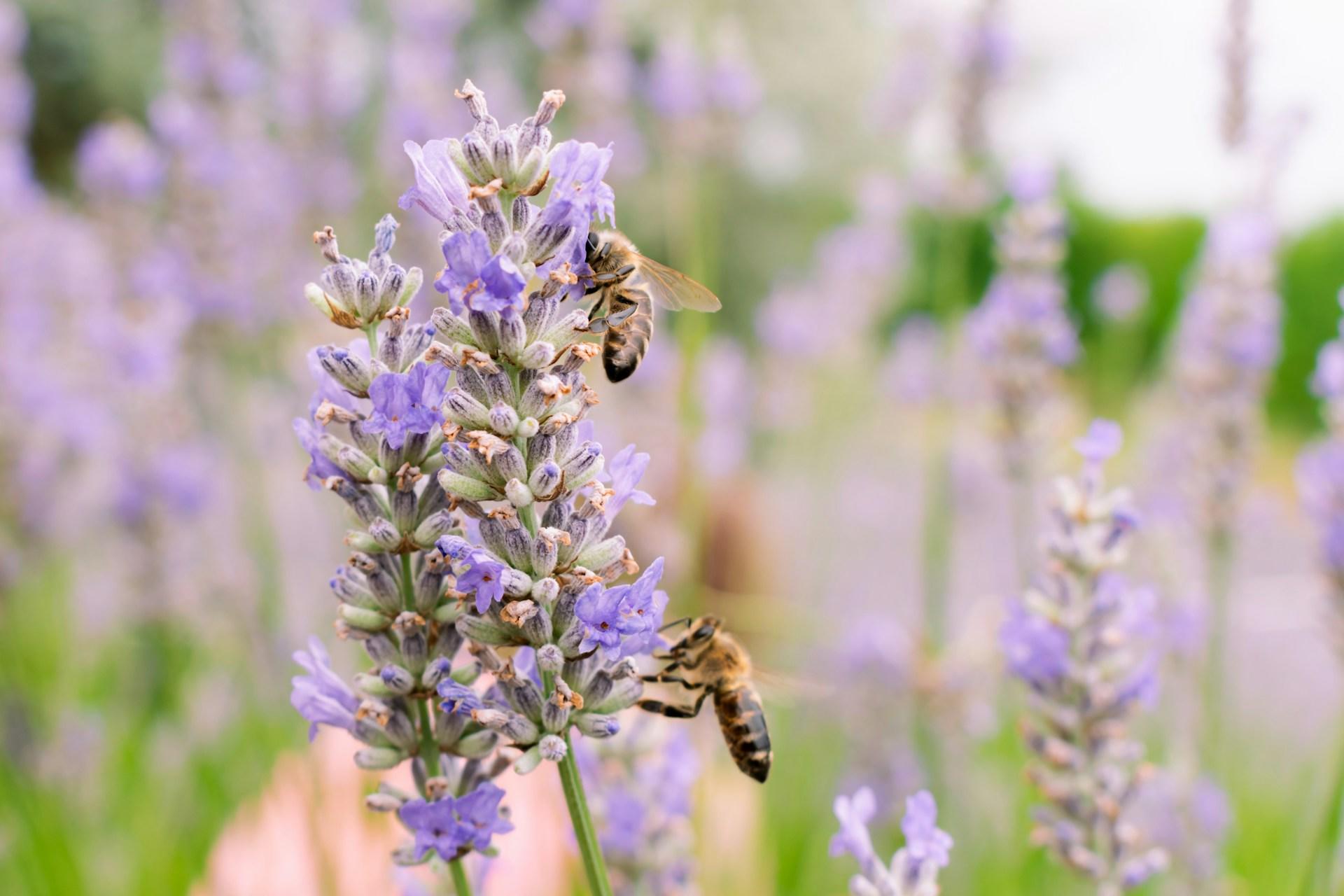 Bees pollinating vibrant lavender flowers in a sunlit field