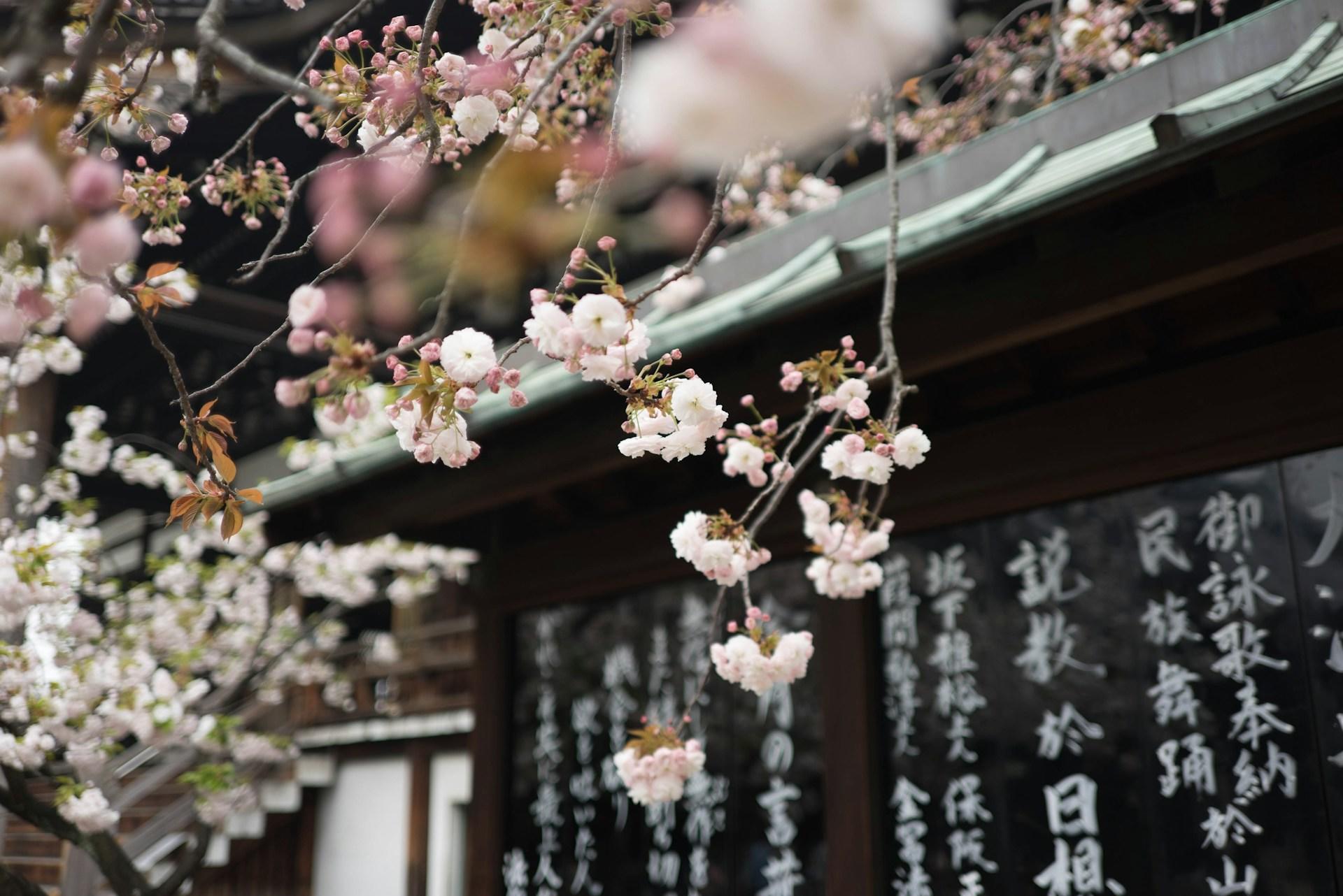 A twig bearing delicate pink cherry blossoms hangs in front of a black boards bearing kanji characters written in white. 