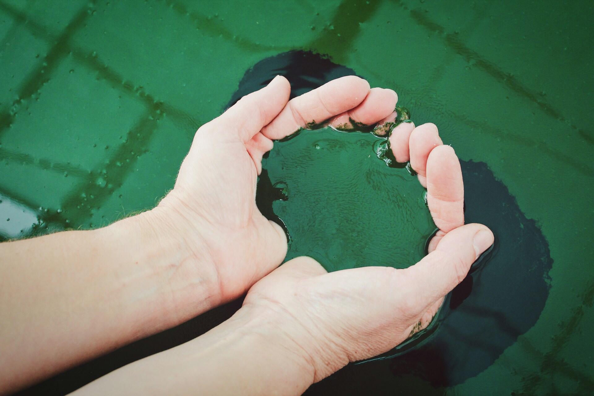 person holding a scoop of fresh spirulina seaweed