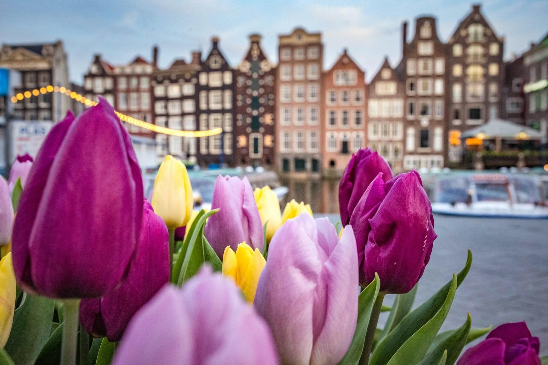 Bright tulips blooming in Amsterdam, creating a picturesque scene in the heart of the city.