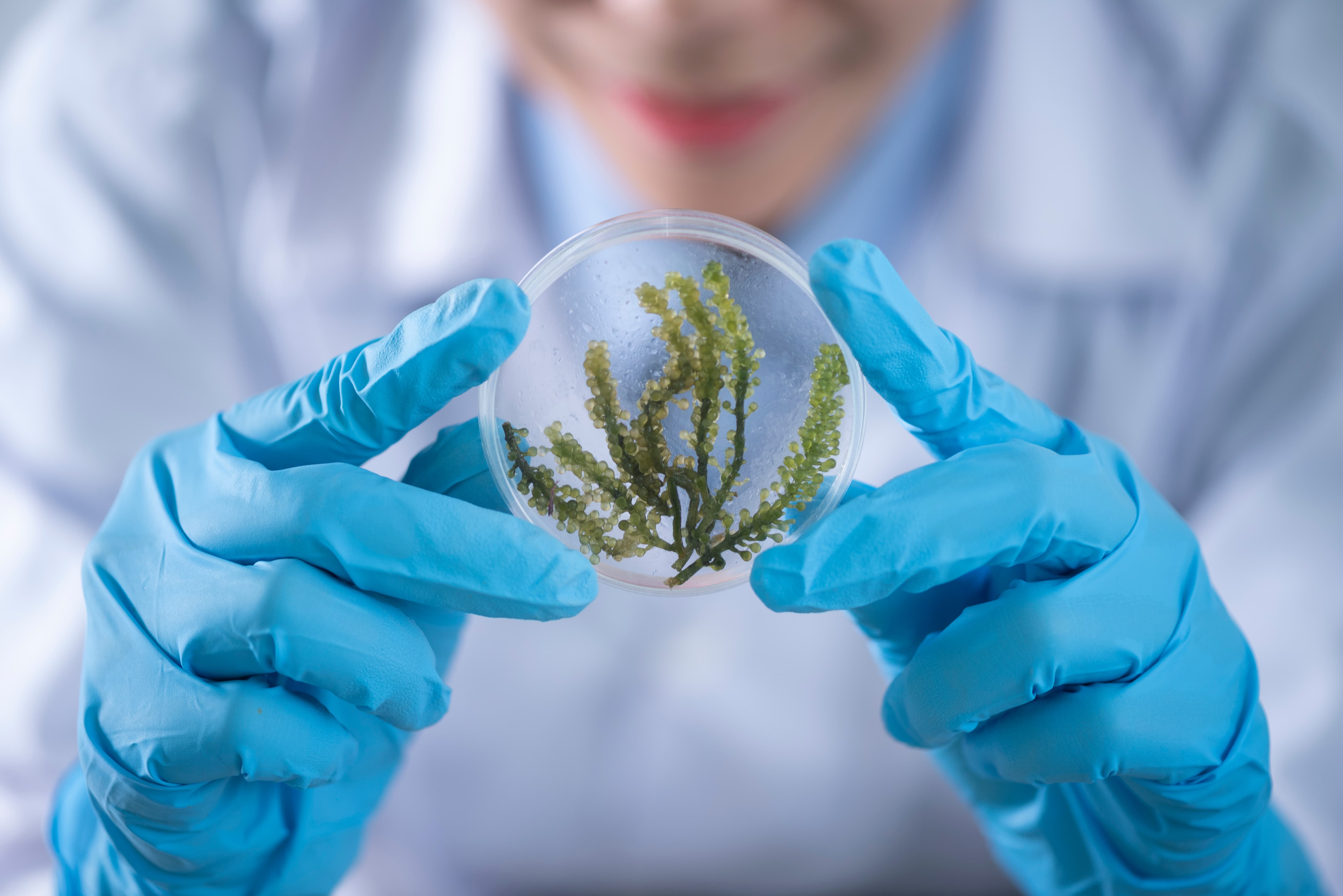A Biological Engineering degree can take you far