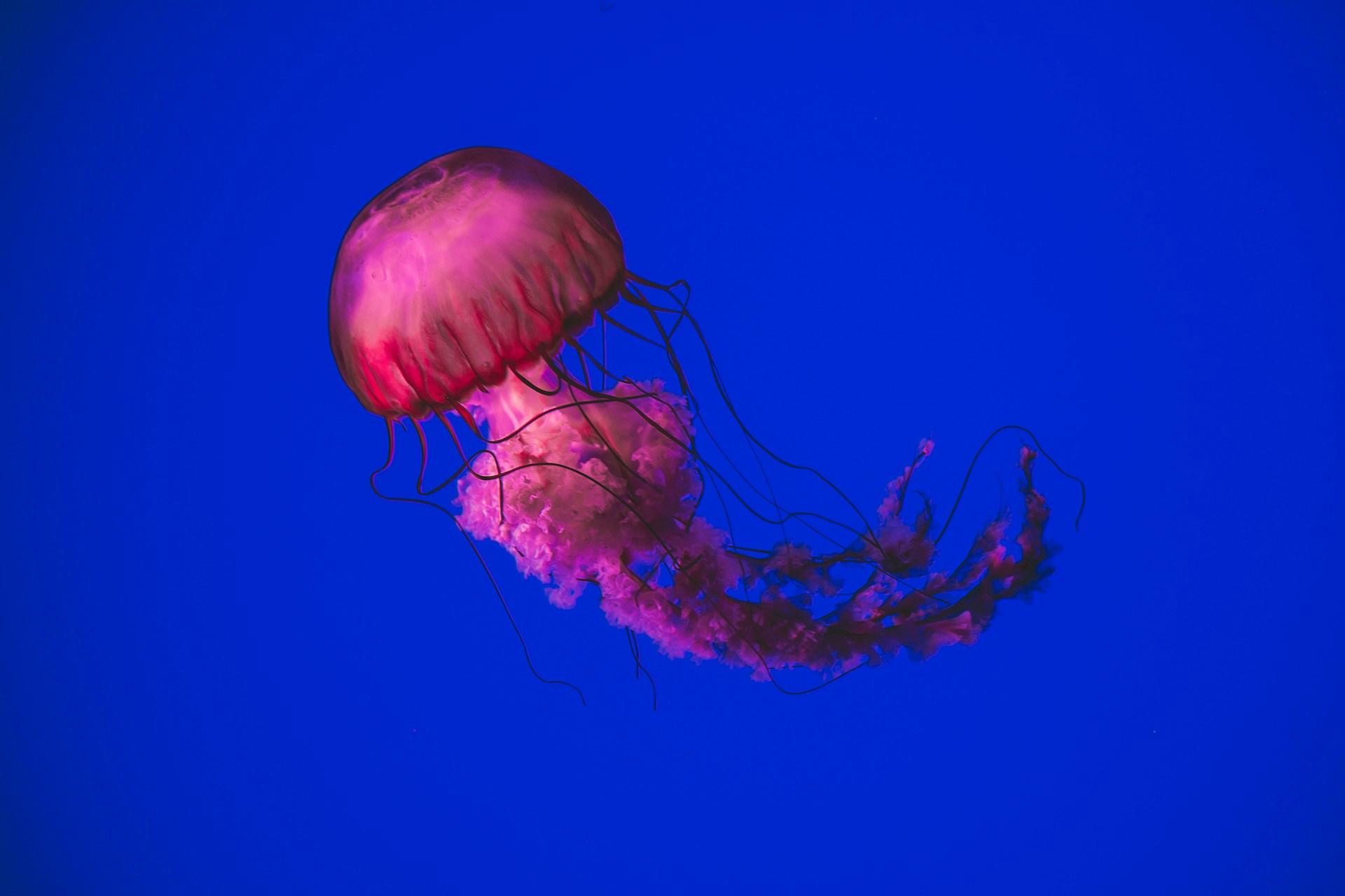 a pink jellyfish floating in the sea