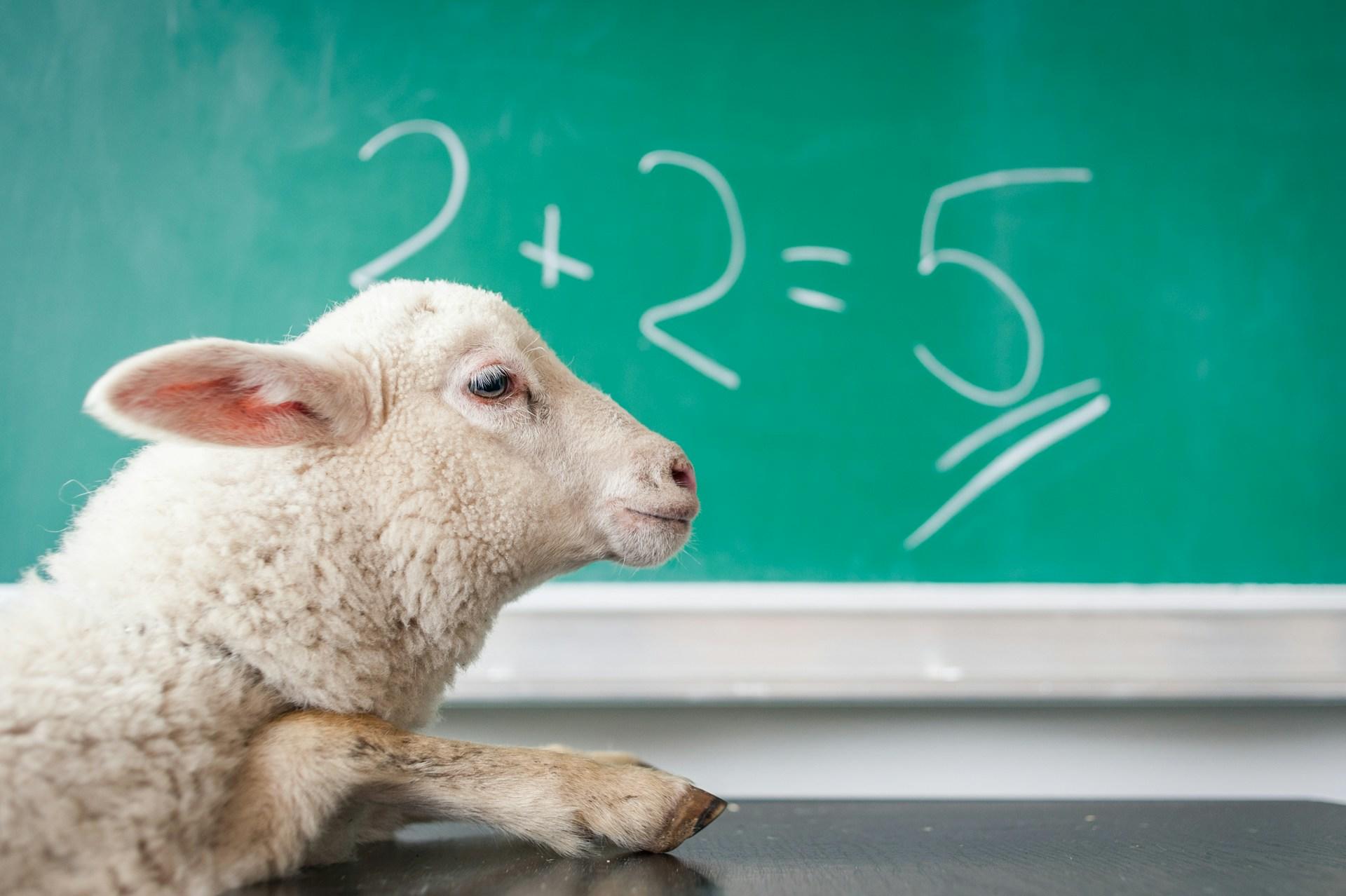 A sheep sits on a table, in front of a chalkboard.