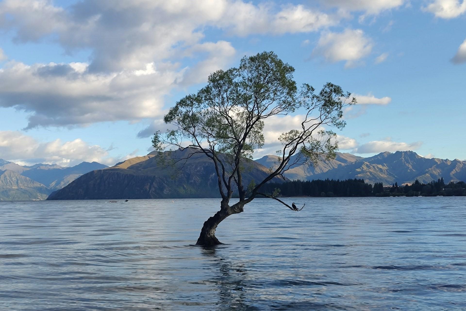 That Wanaka Tree, New Zealand.