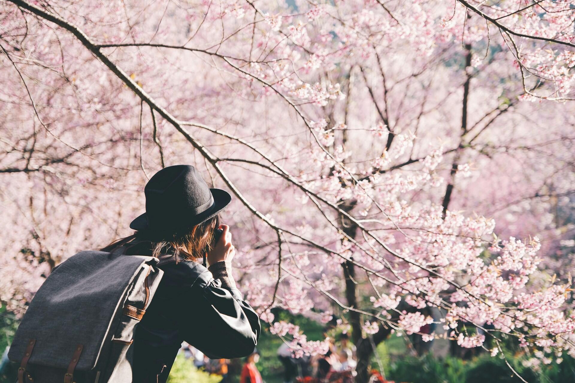 a photographer taking pictures of cherry blossoms on the trees