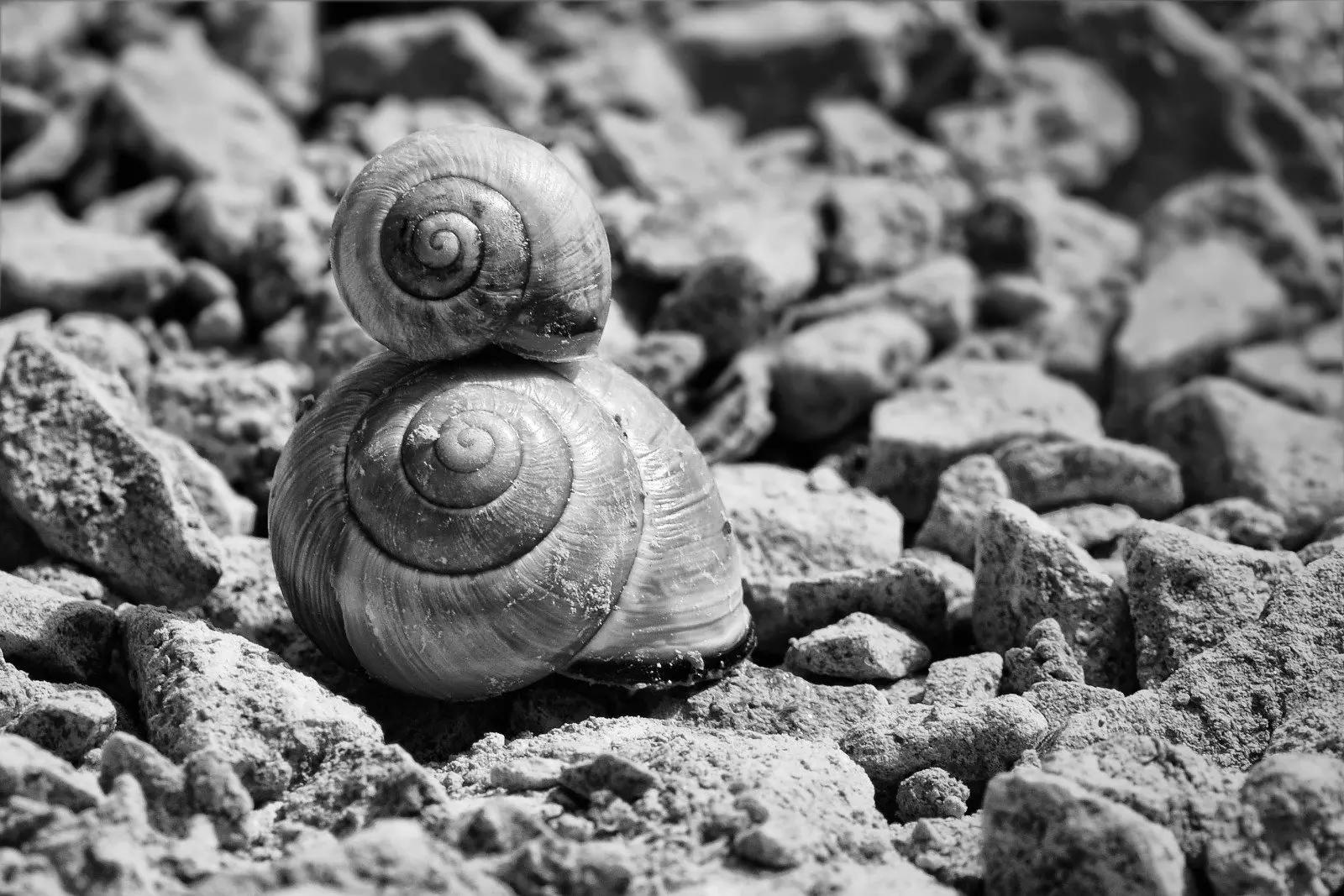 black-white-photography-snails