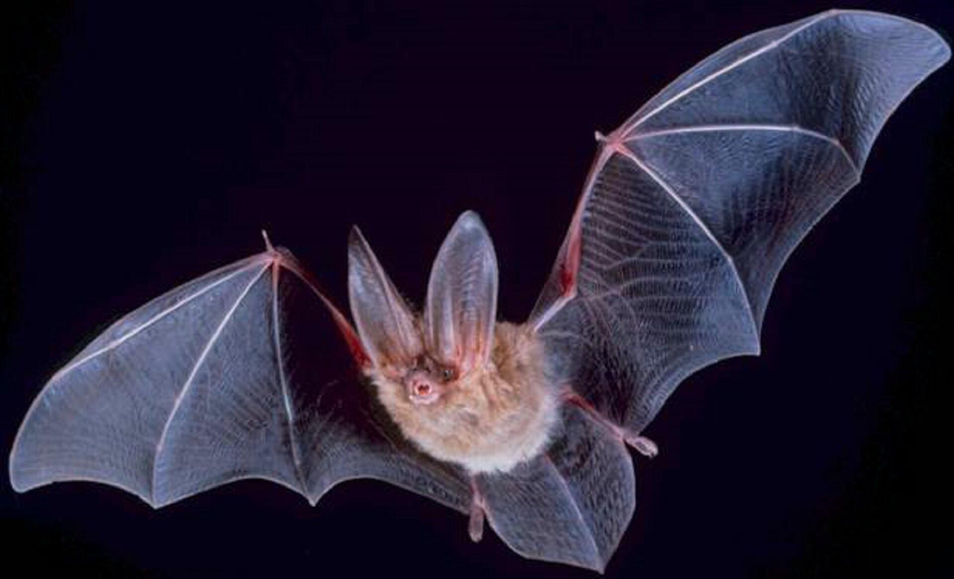 A bat with its wings extended.