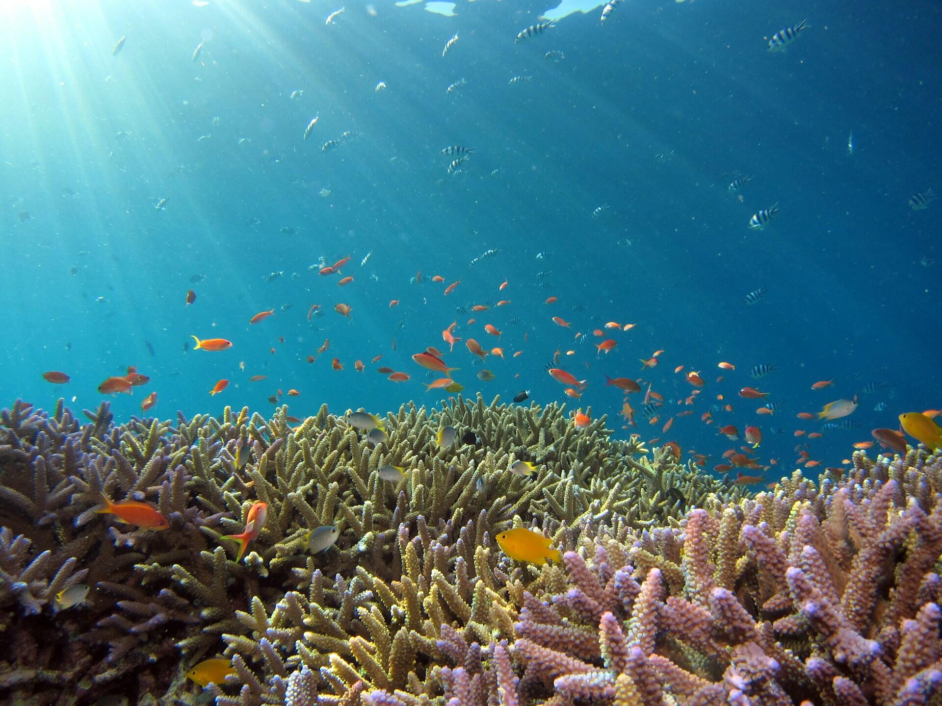 fish swimming in a coral reef