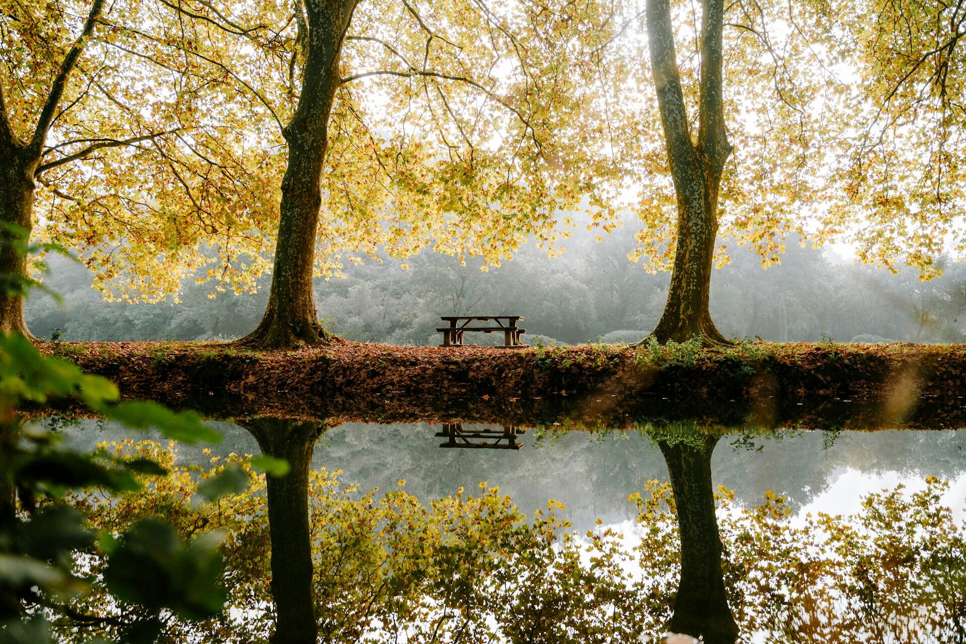 Two trees and a bench reflected in a body of water. 