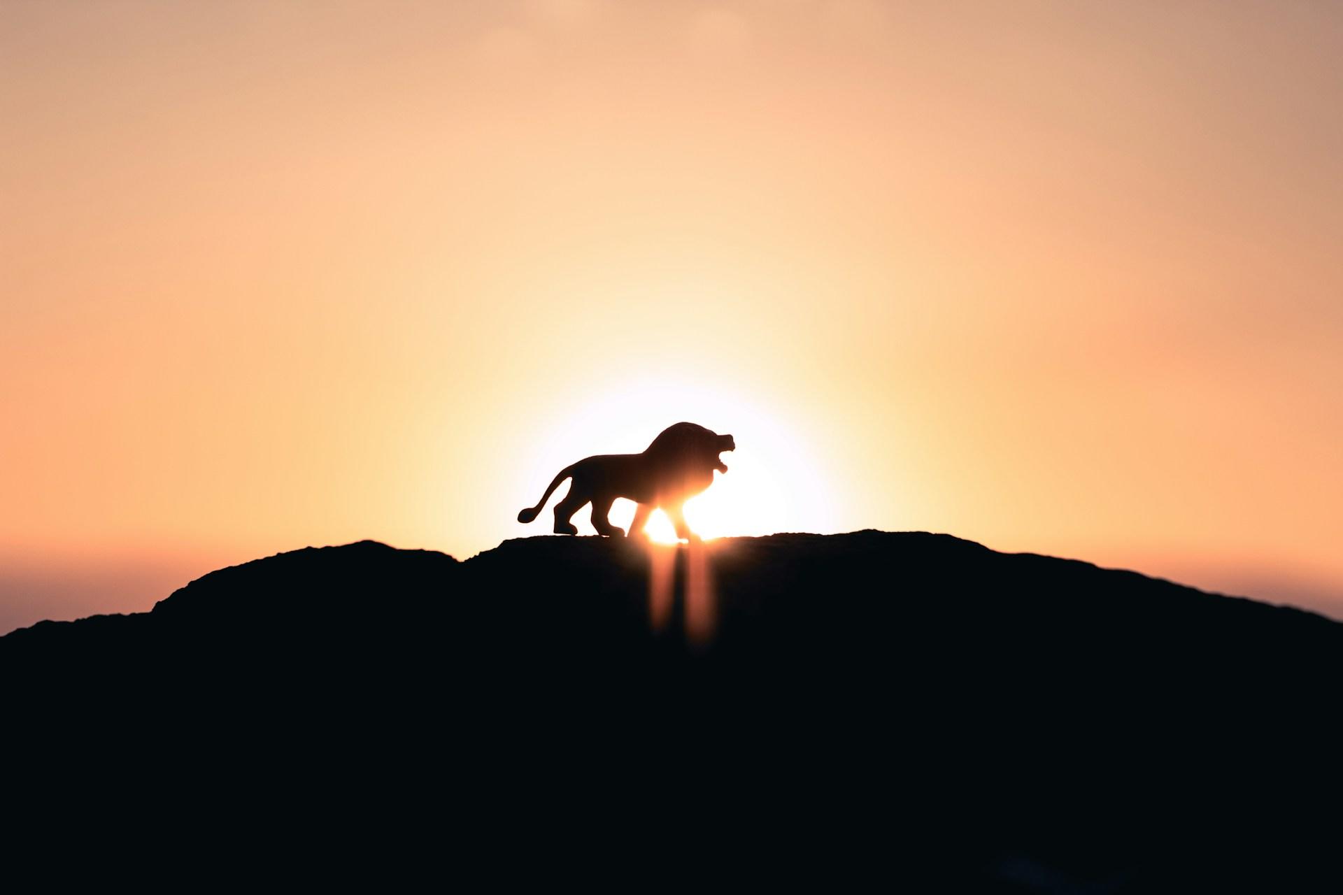 Silhouetted lion standing majestically against the setting sun