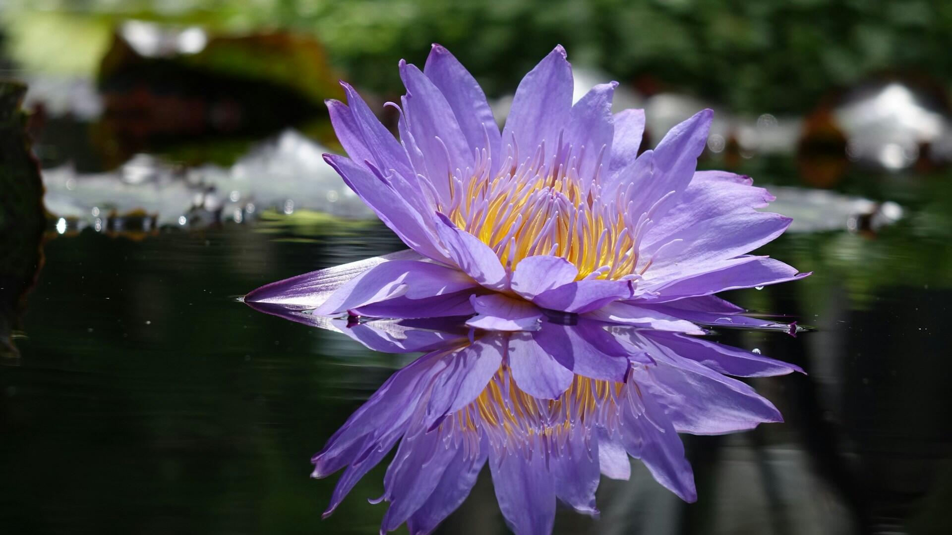 A closeup of a purple flower and its reflection in still water. 