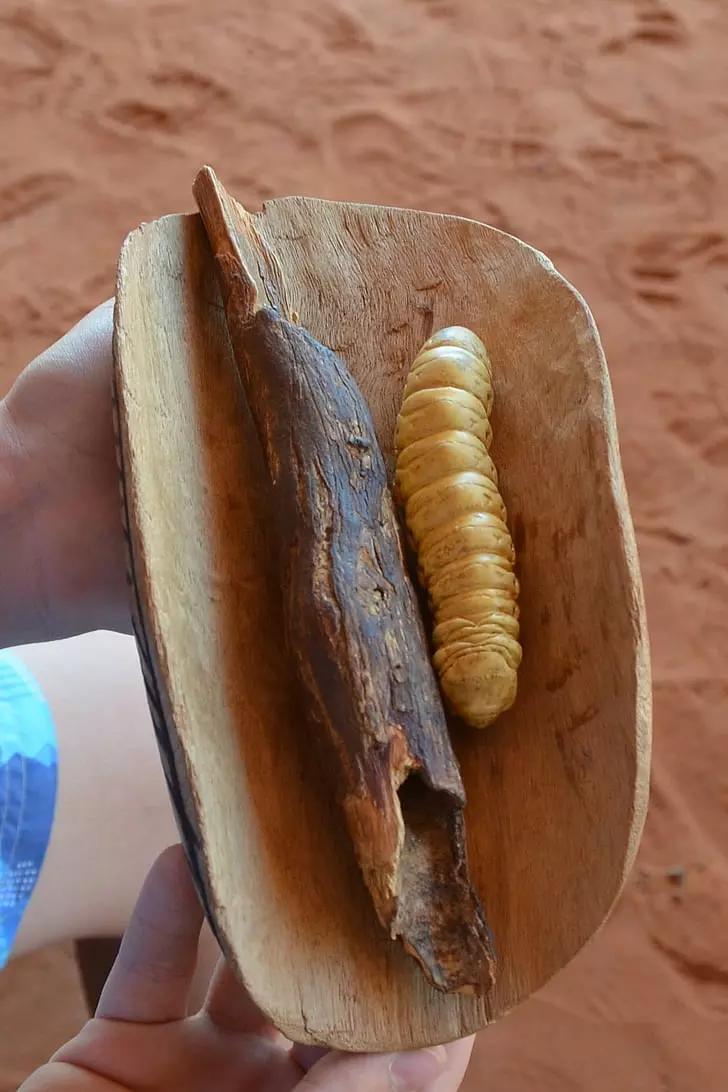 Bush tucker: A Witchetty grub ready for consumption