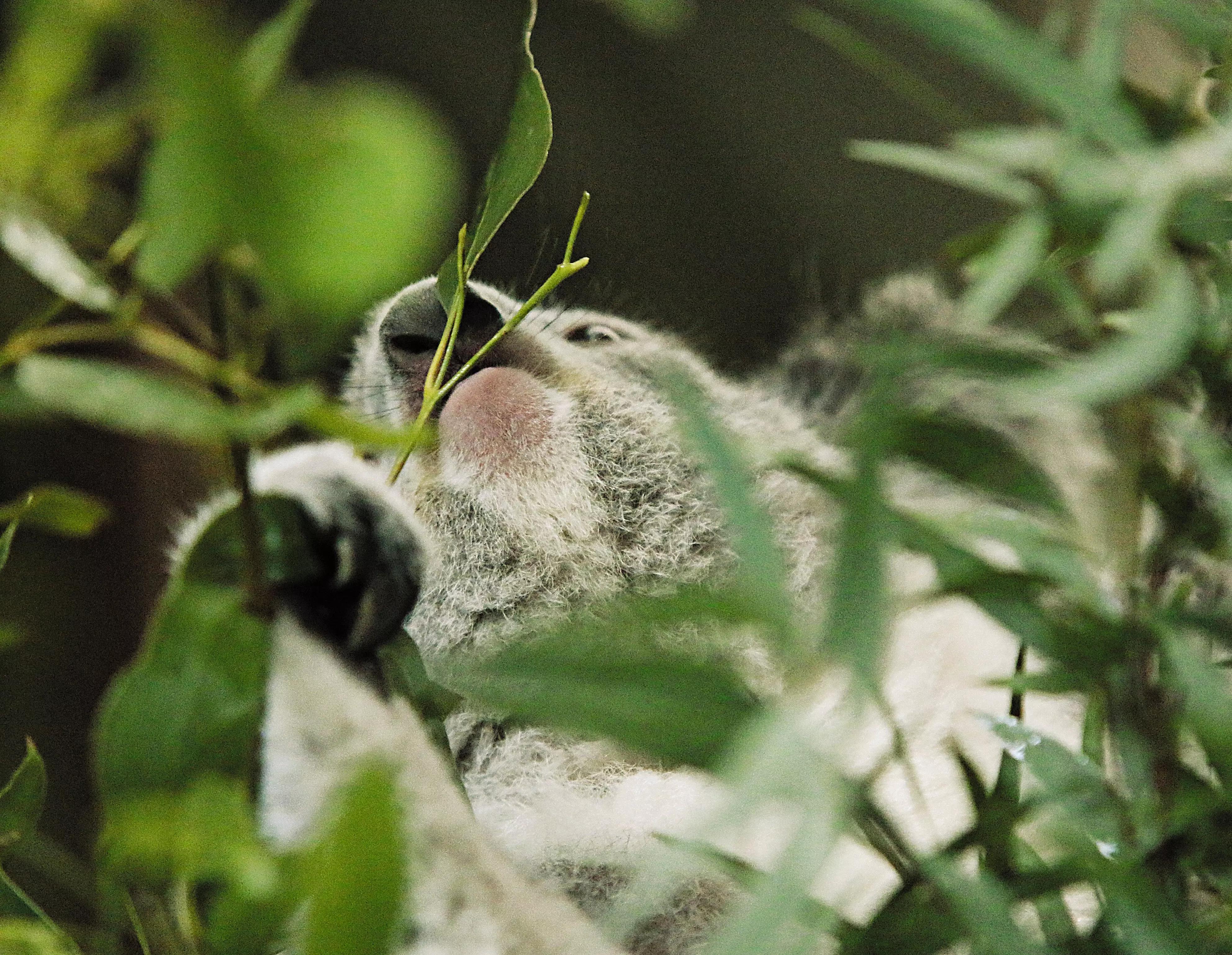 A native Australian munching on some Australian foods