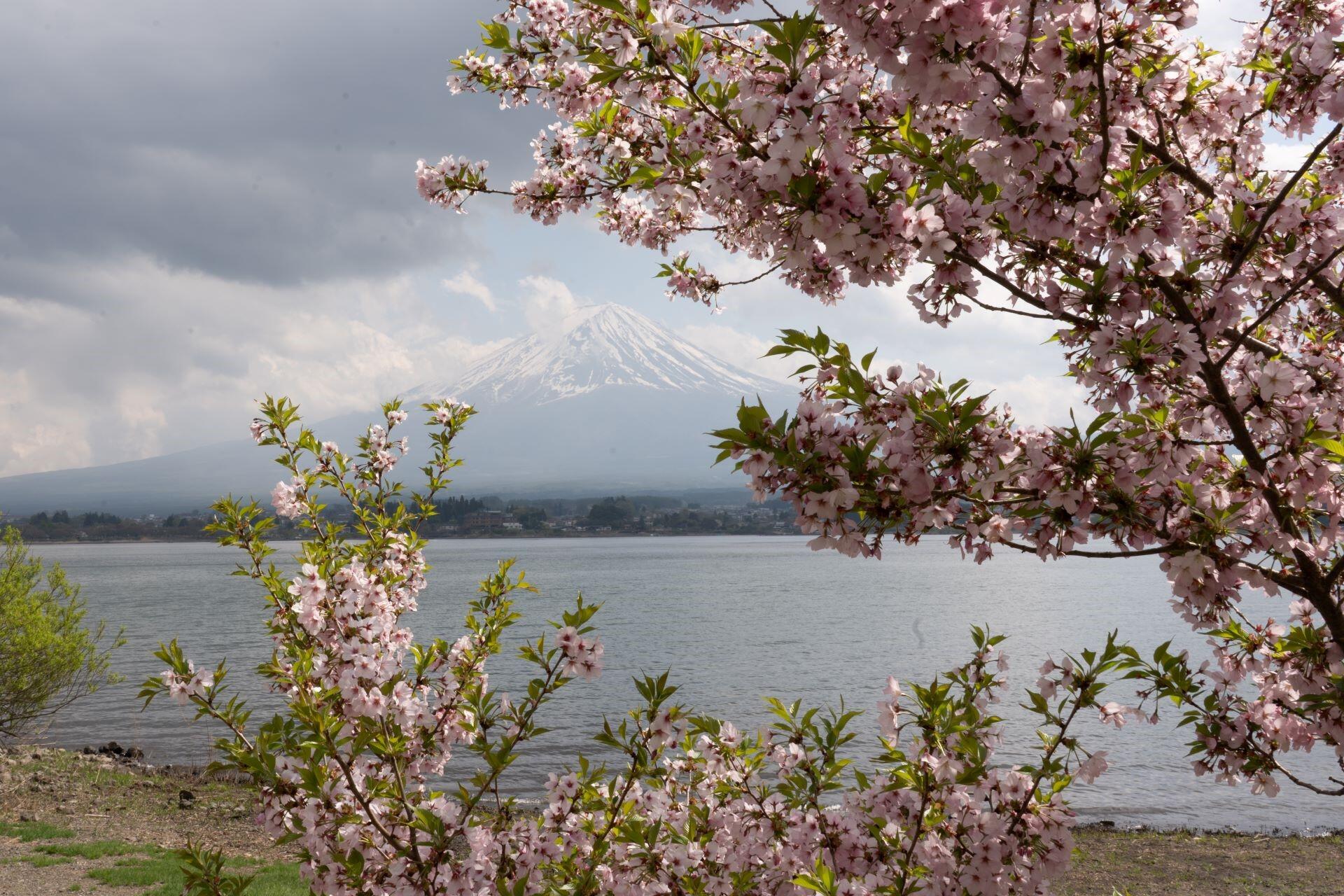 Mount Fuji seen through cherry blossom trees beside a lakeshore during spring