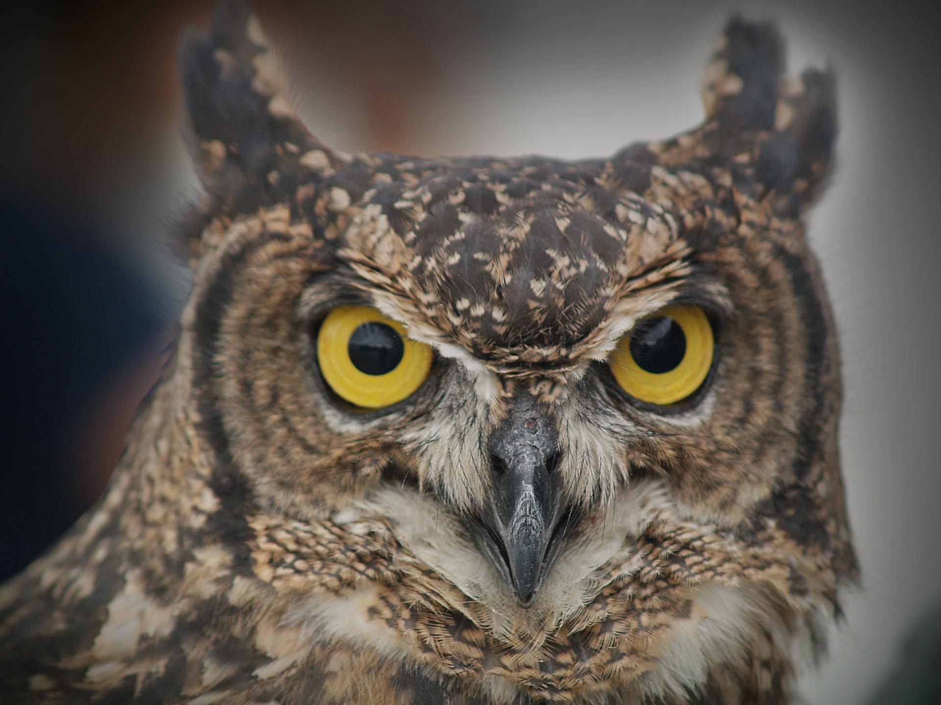 A closeup of an owl with golden eyes focused intently on the camera.