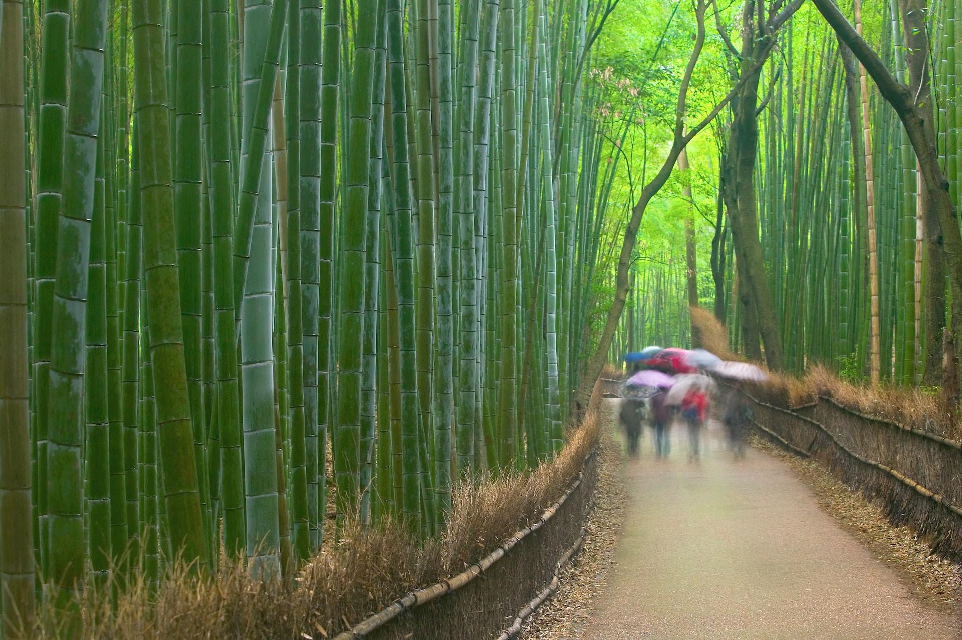 A group of people with umbrellas unfurled walk along the path in a lush green bamboo forest. 