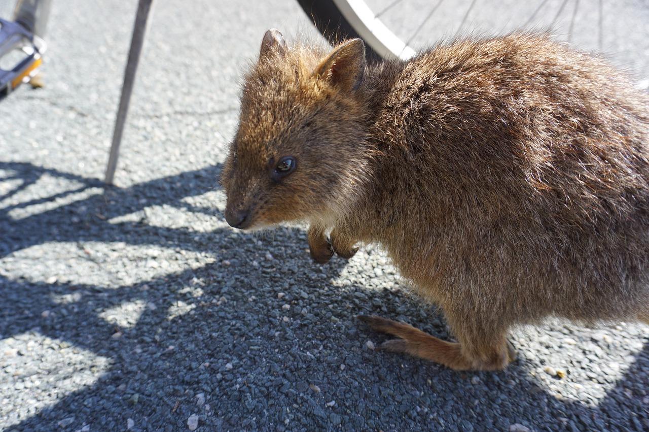 How do you get from Perth to Rottnest Island?