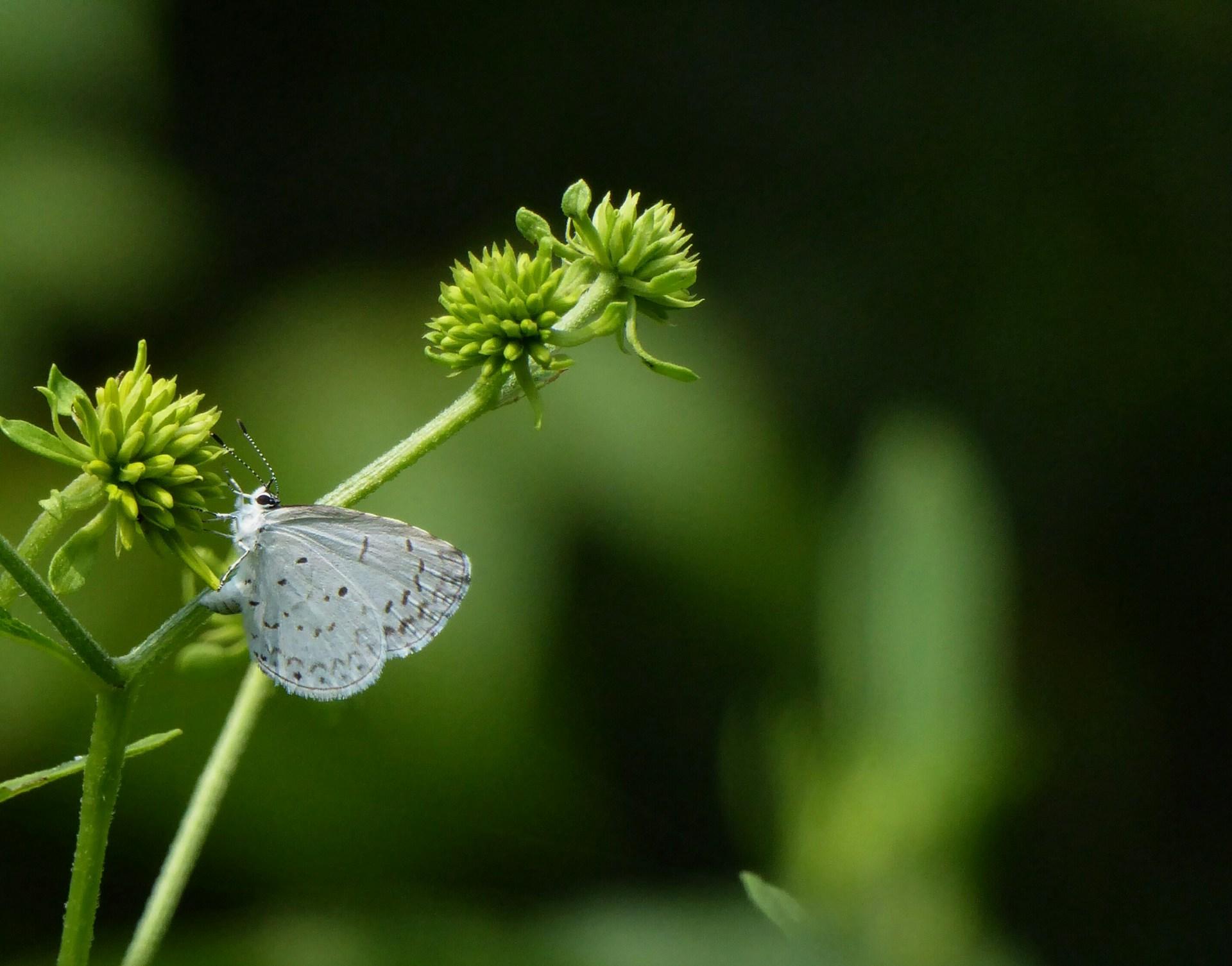 a white butterfly hanging on a green plant