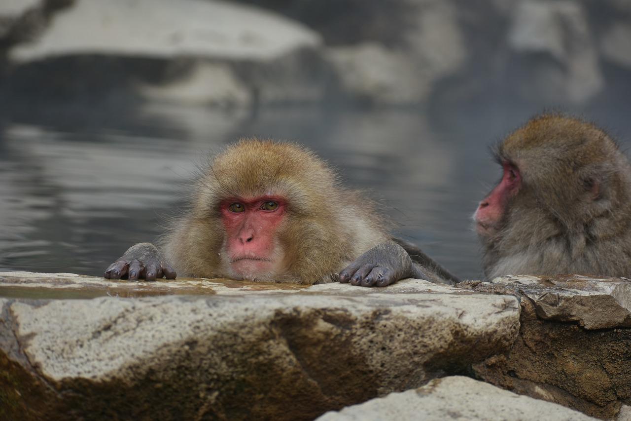 Where in Japan do snow monkeys live?