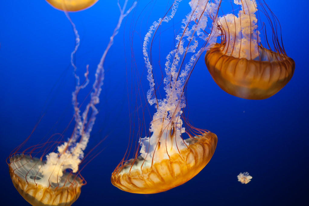 There are many options for private biology tuition and courses in Adelaide.