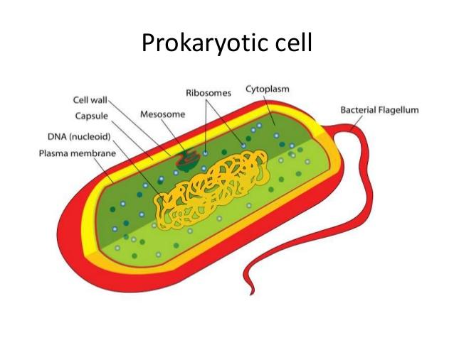 Biology study brings you into contact with cells and microbes and their functions.
