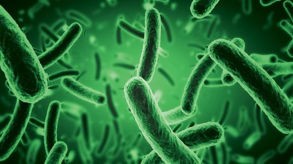 Biology study goes all the way from molecular to ecosystem level.