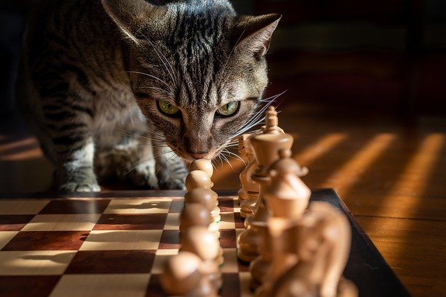 Chess is a game for all