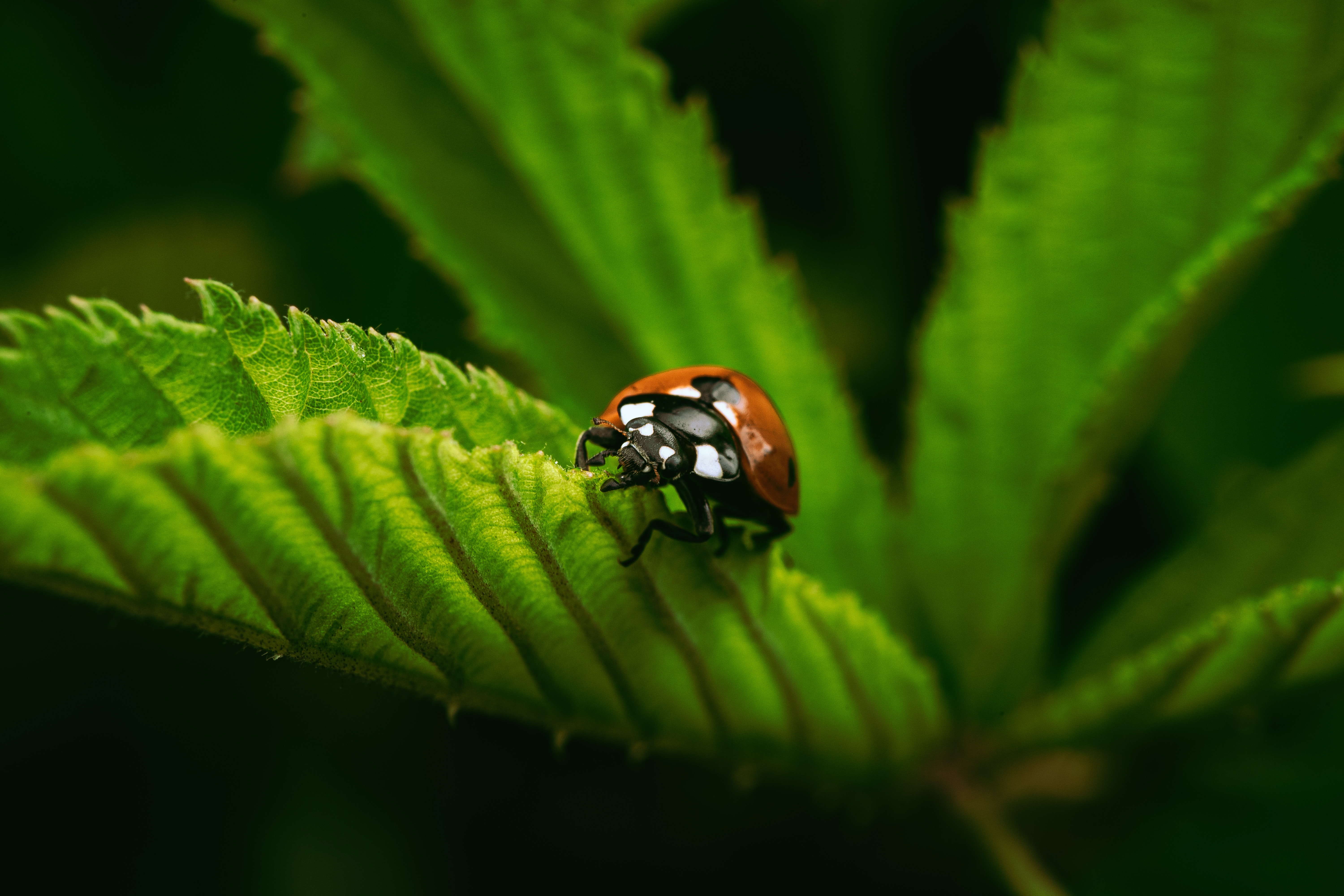 Learn biology to discover amazing creatures