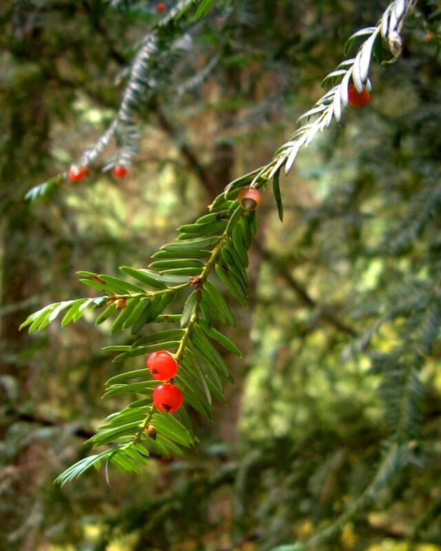 A tree branch with red berries.