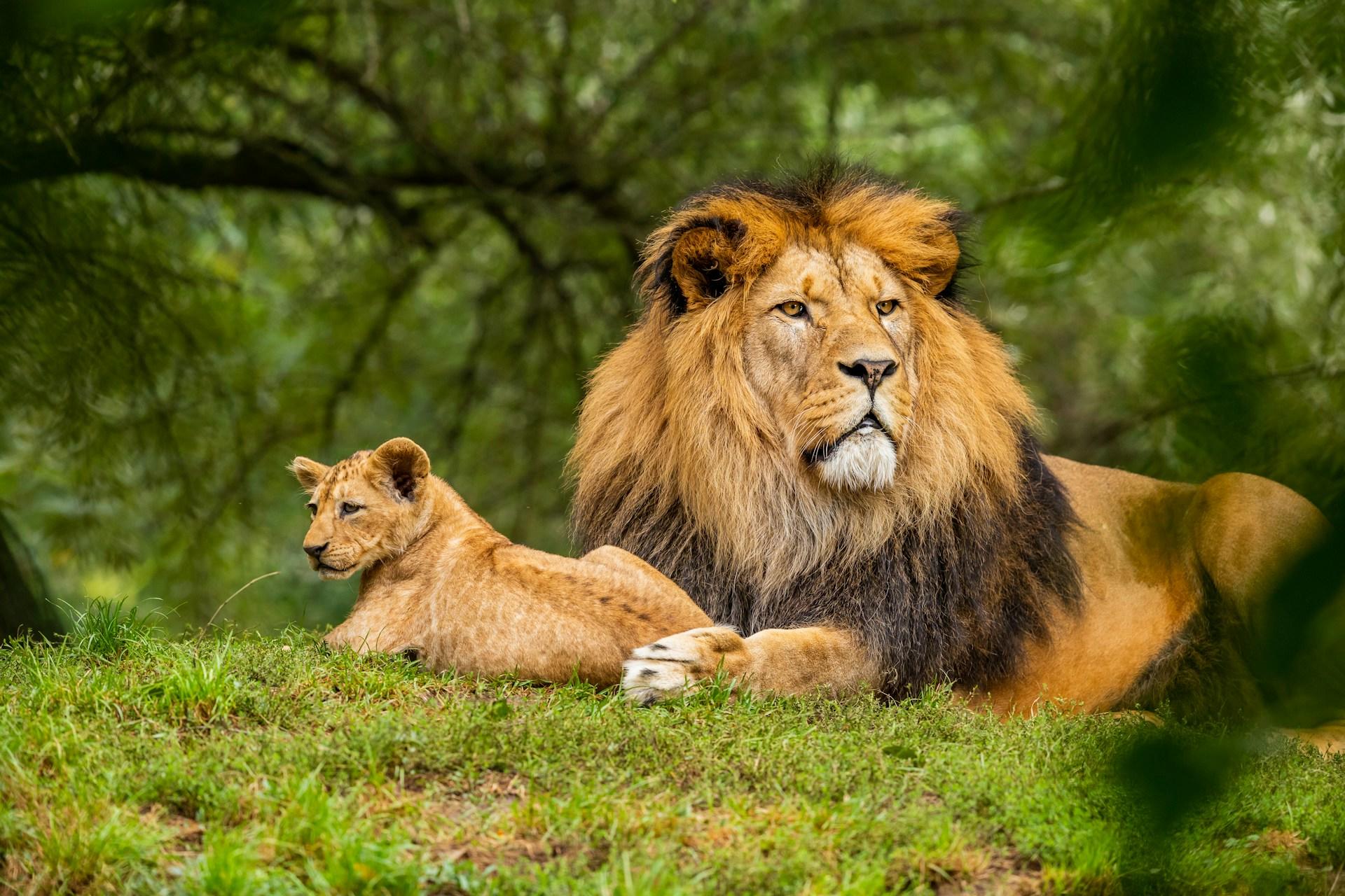 Lion and cub lying next to each other in the forest.
