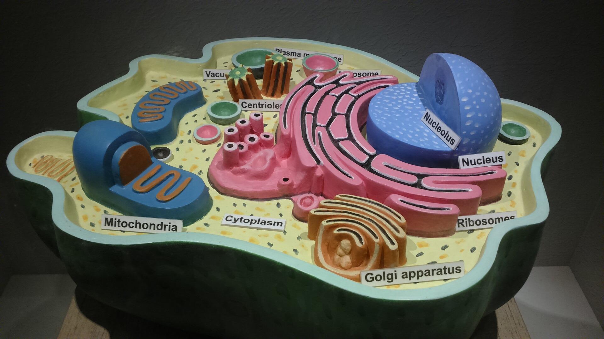 The structure of an animal cell.
