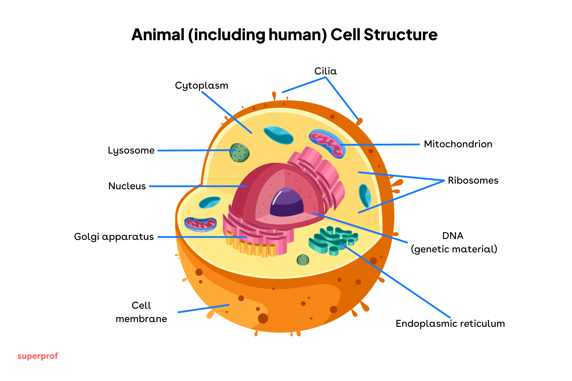 Diagram showing the structure of an animal cell, including the nucleus, mitochondria, ribosomes, endoplasmic reticulum, Golgi apparatus, lysosomes, cytoplasm and cell membrane.