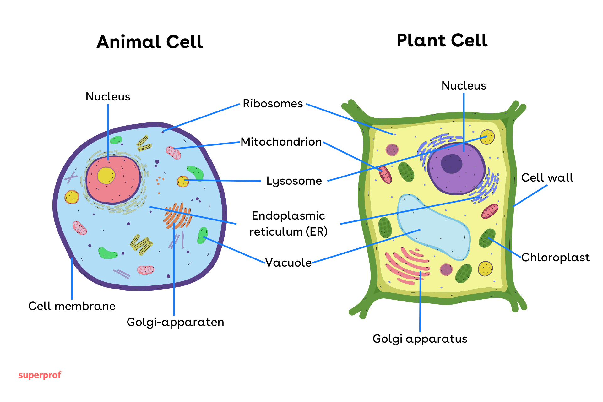Diagram comparing an animal cell and a plant cell, showing labelled organelles such as the nucleus, mitochondria, cell wall, chloroplasts and vacuole.