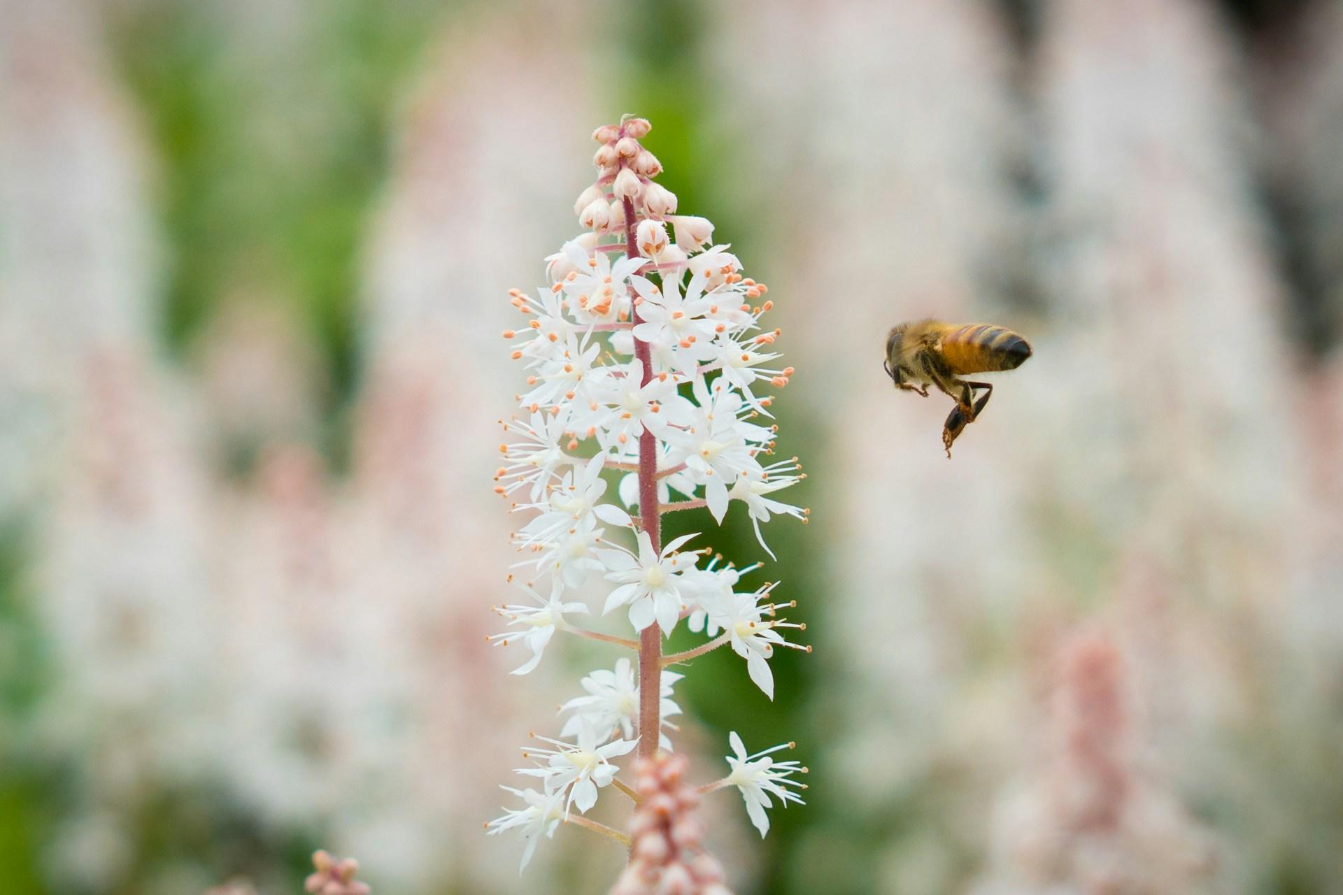 A bee flying toward a white flower