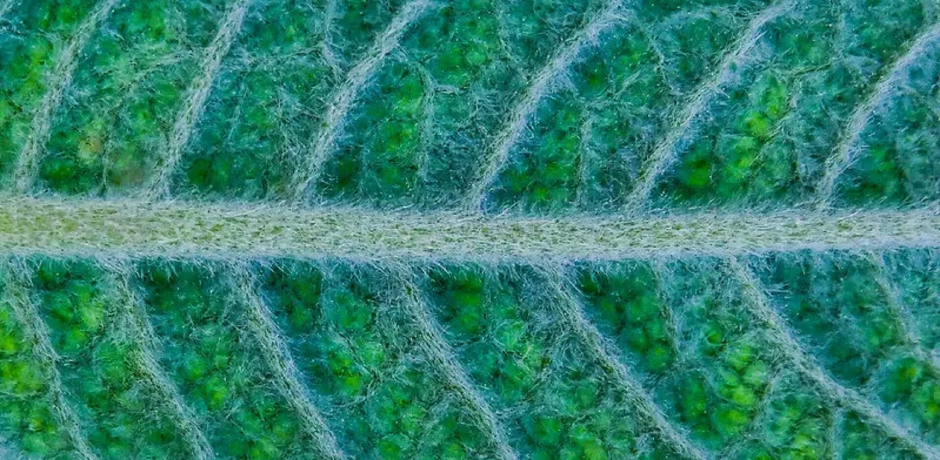 An extreme closeup of a leaf showing its cell structure.