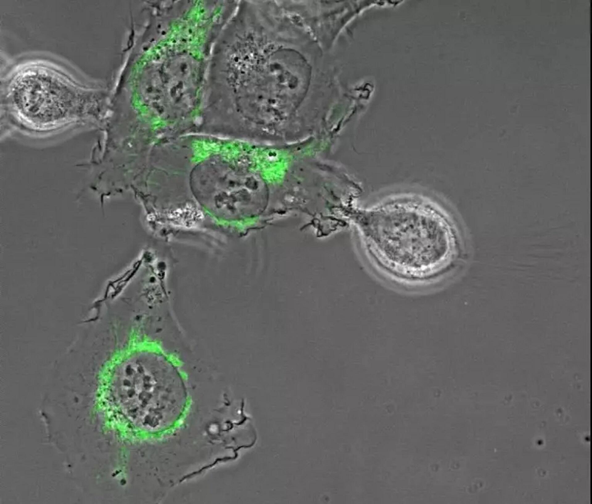 A cell in the process of dividing, with some areas ringed in green.