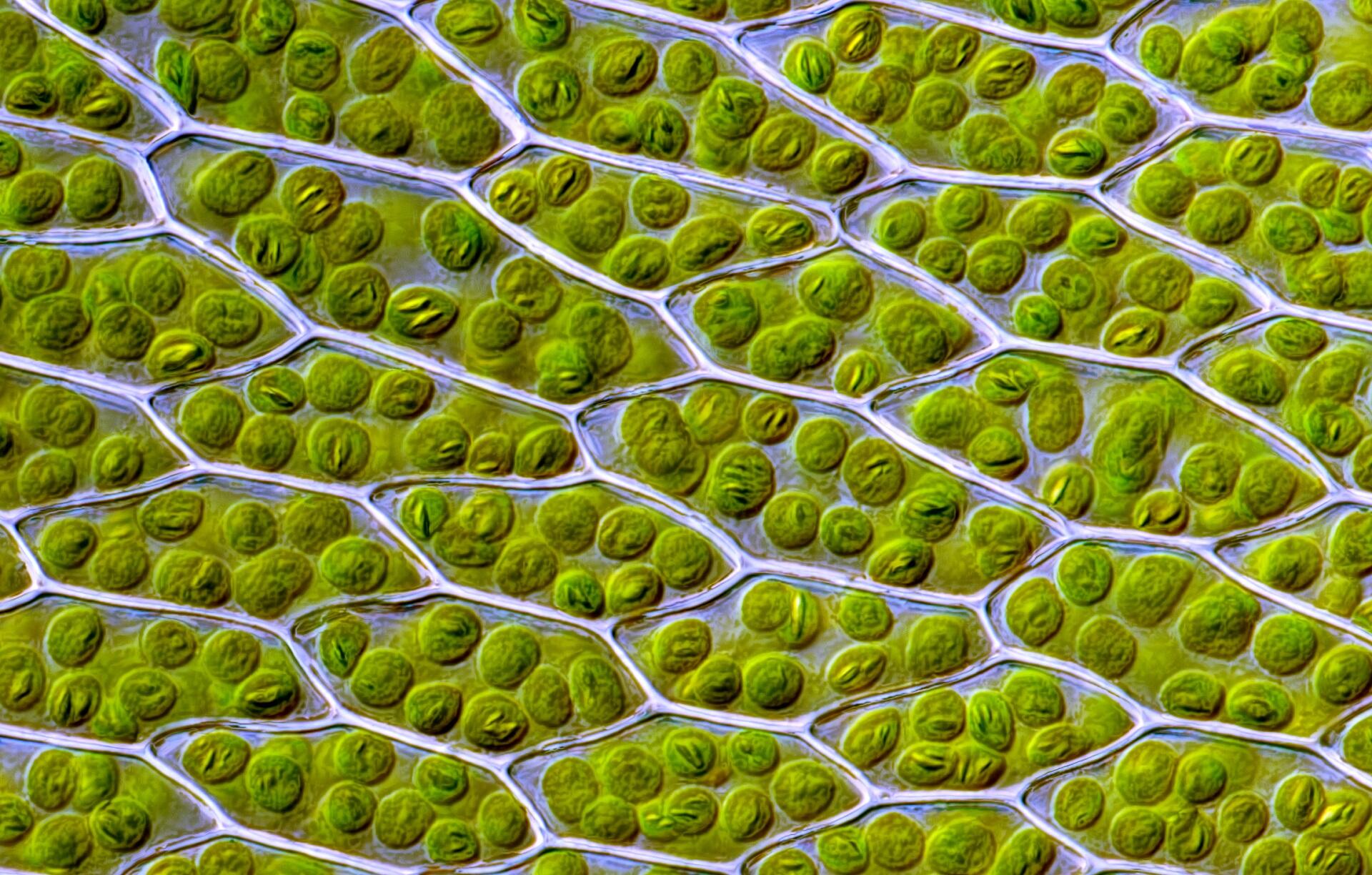 A microscopic view of moss cells.