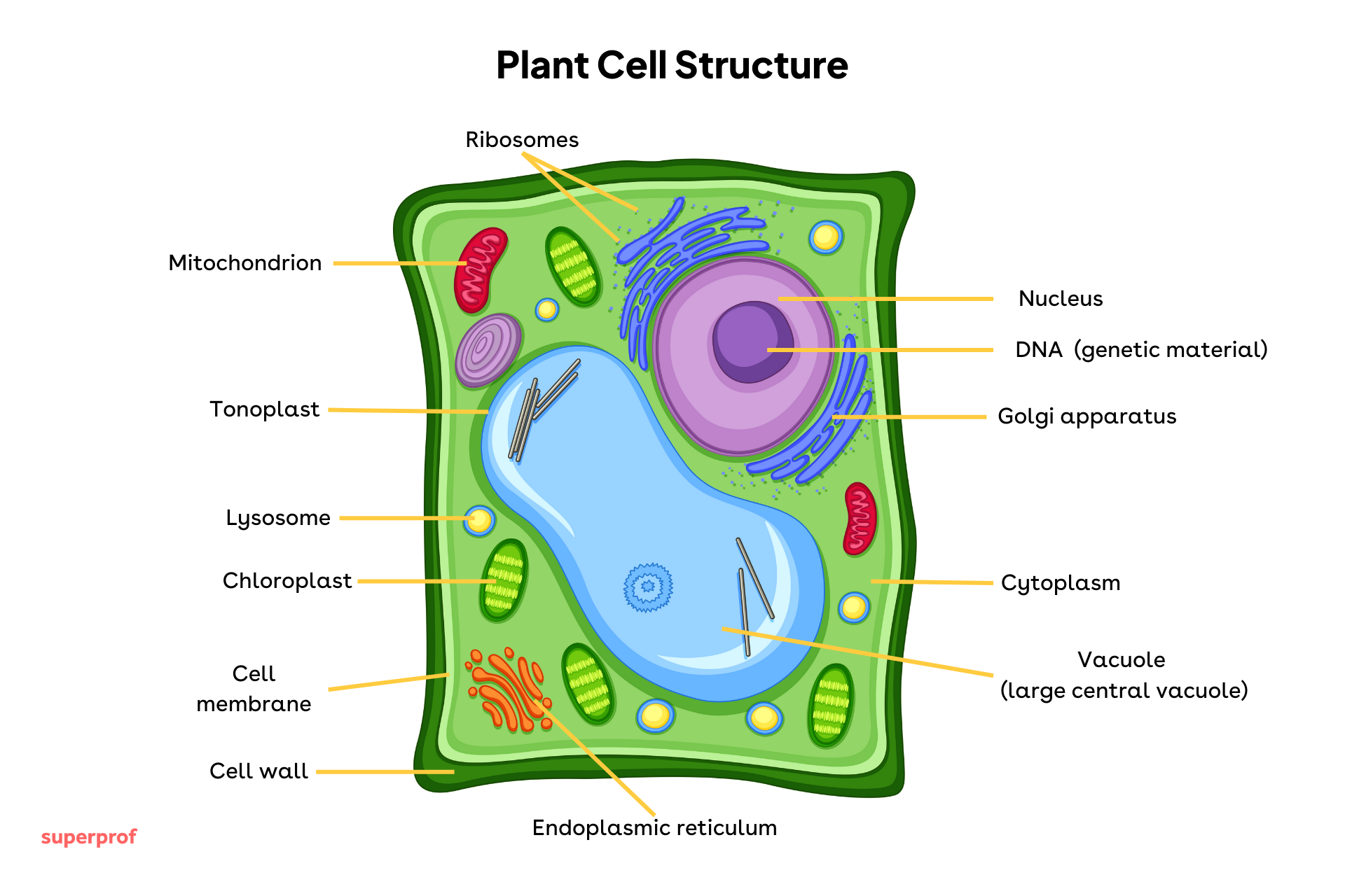 Diagram showing the structure of a plant cell, including the cell wall, cell membrane, nucleus, chloroplasts, mitochondria, ribosomes, large central vacuole, tonoplast and cytoplasm.