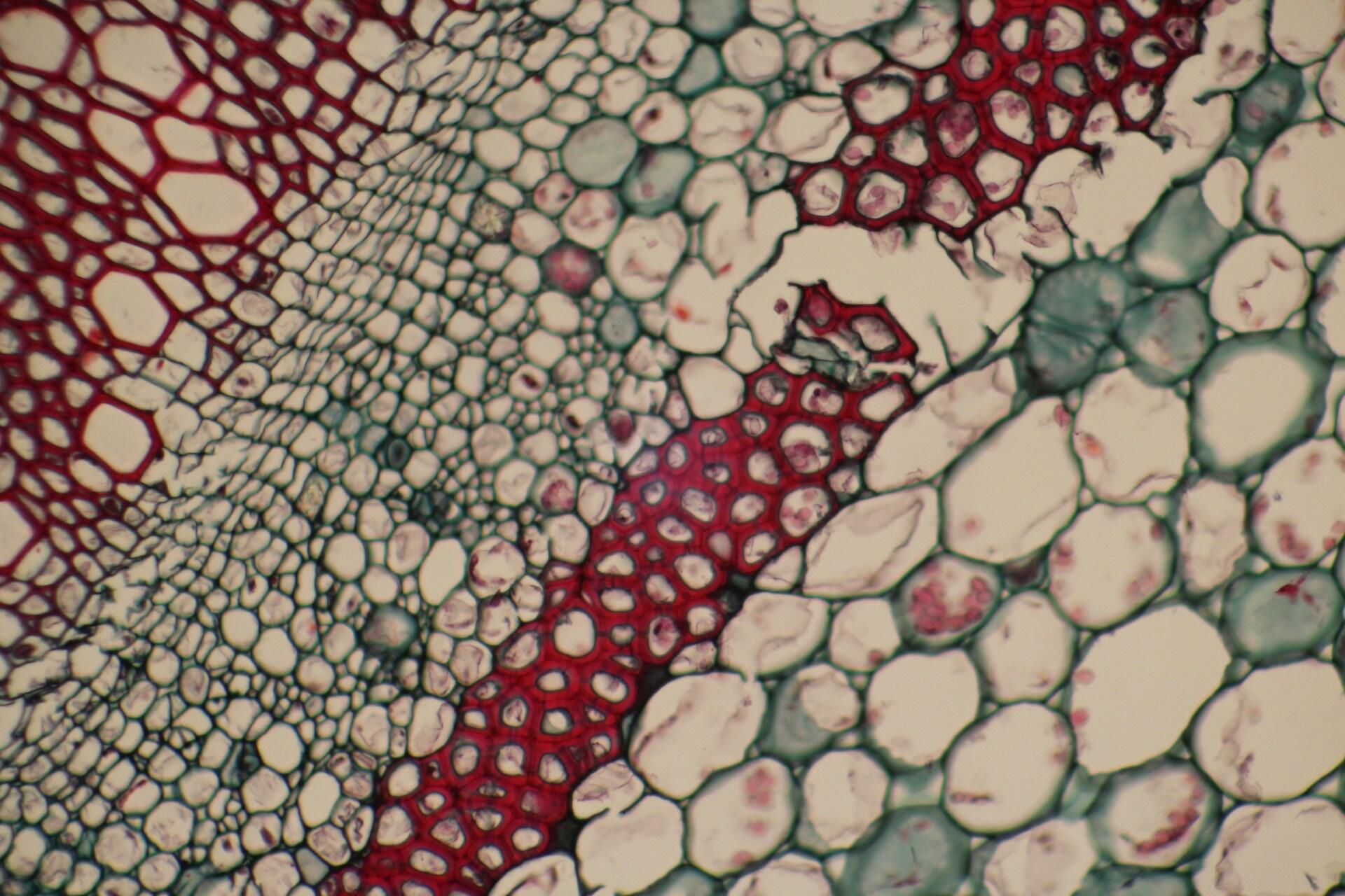A plant's cells under a microscope, showing their tight configuration.  