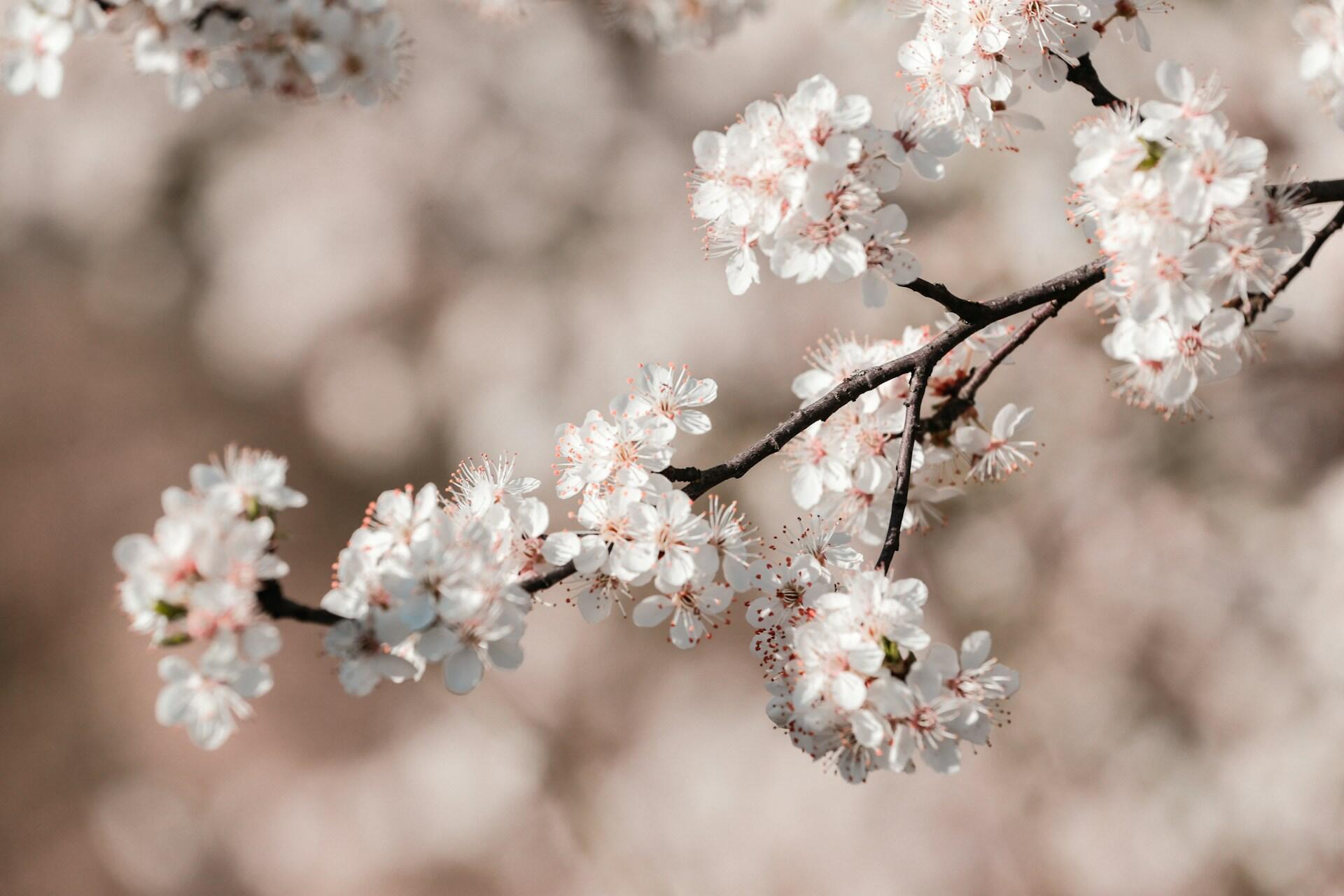 A close-up of a flowering branch with delicate white blossoms and soft pink accents against a blurred background.