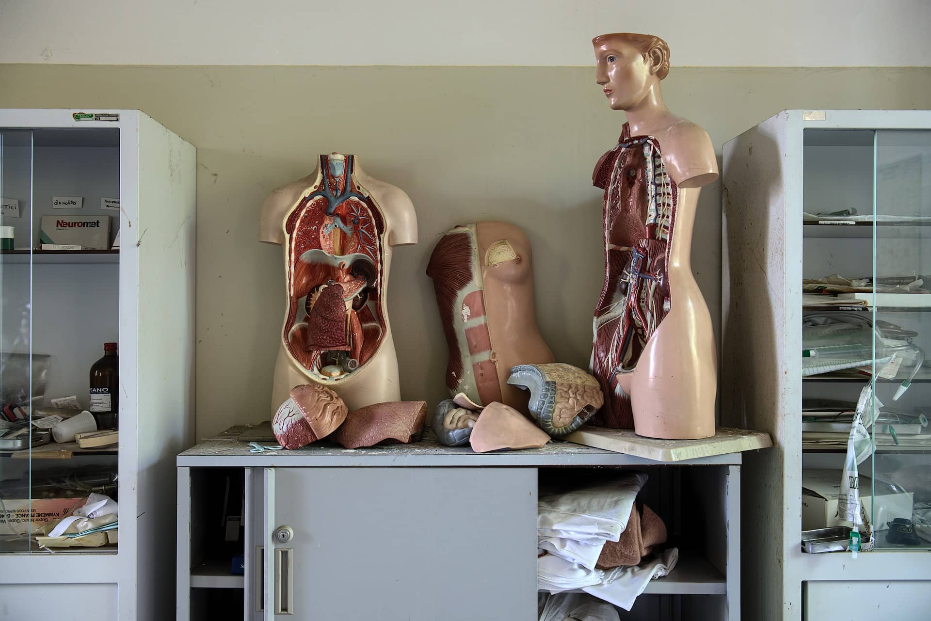 A cutaway of a human torso revealing its organs next to another such standing in profile on a desk, in a lab, flanked by glass-fronted grey cabinets