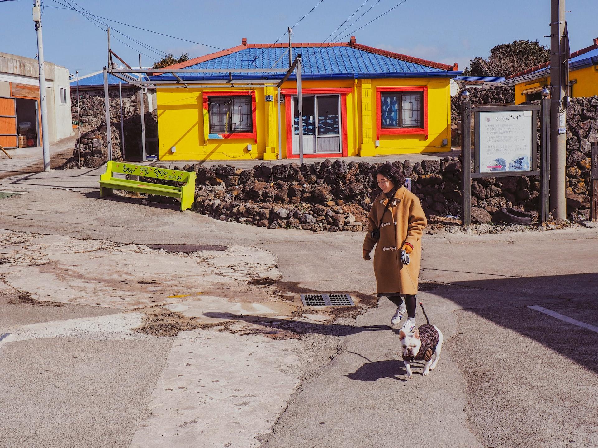 A person walking their dog in front of a yellow house with red trim and a blue roof on a corner of a road on Jeju Island.